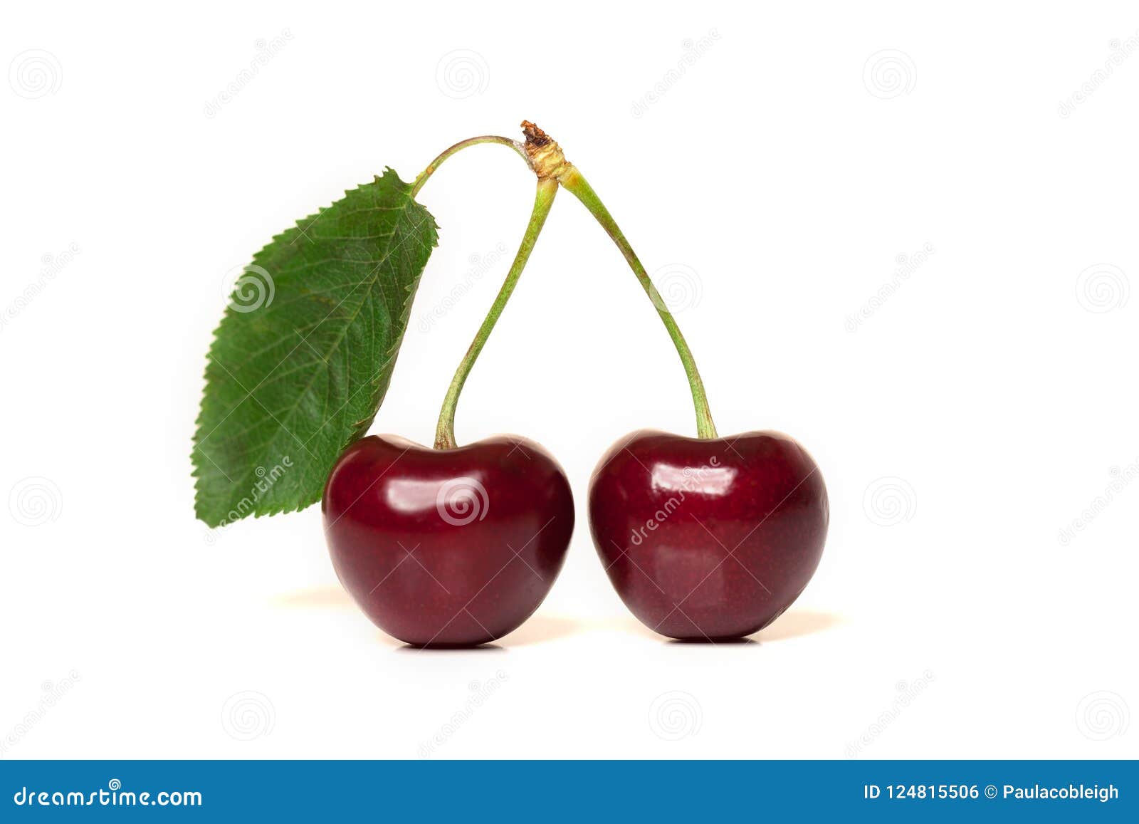 Two Red Ripe Cherries With Stems And A Leaf On White Background Stock ...