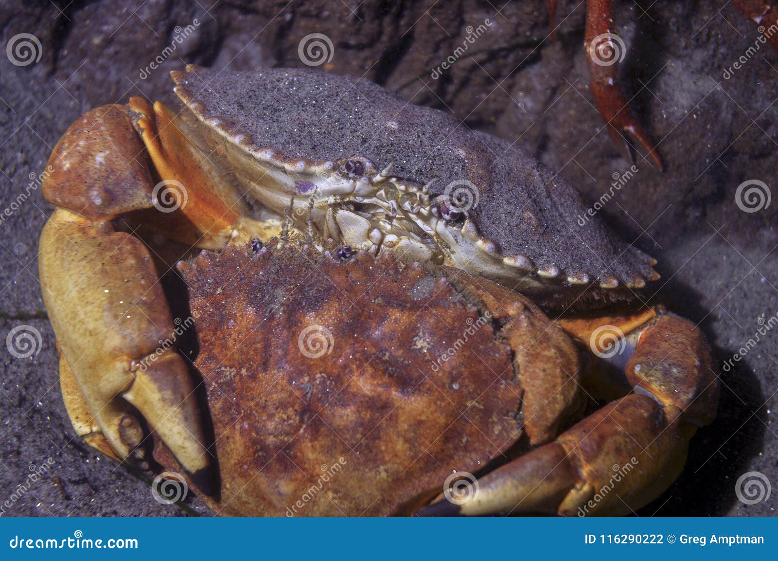Mating red rock crabs stock photo. Image of scuba, crab 116290222