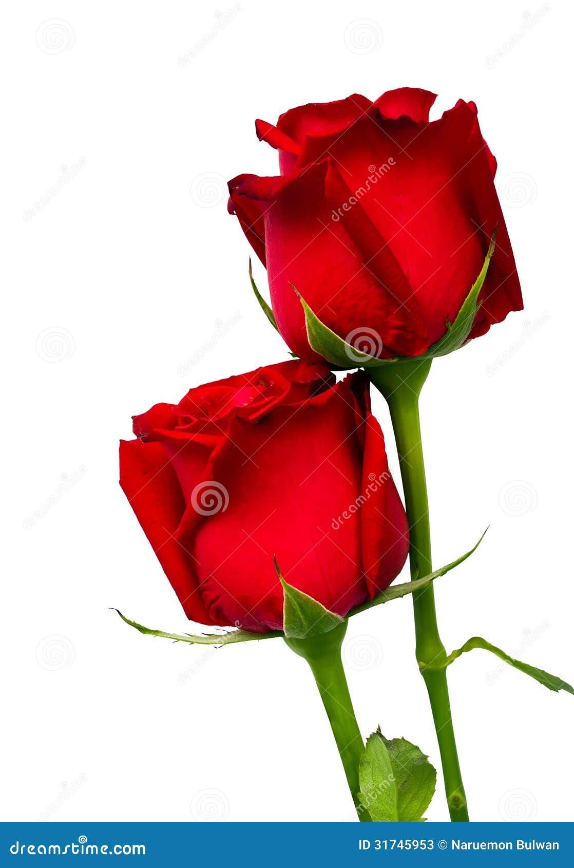 Two Red Rose Isolated On White Stock Photos - Image: 31745953