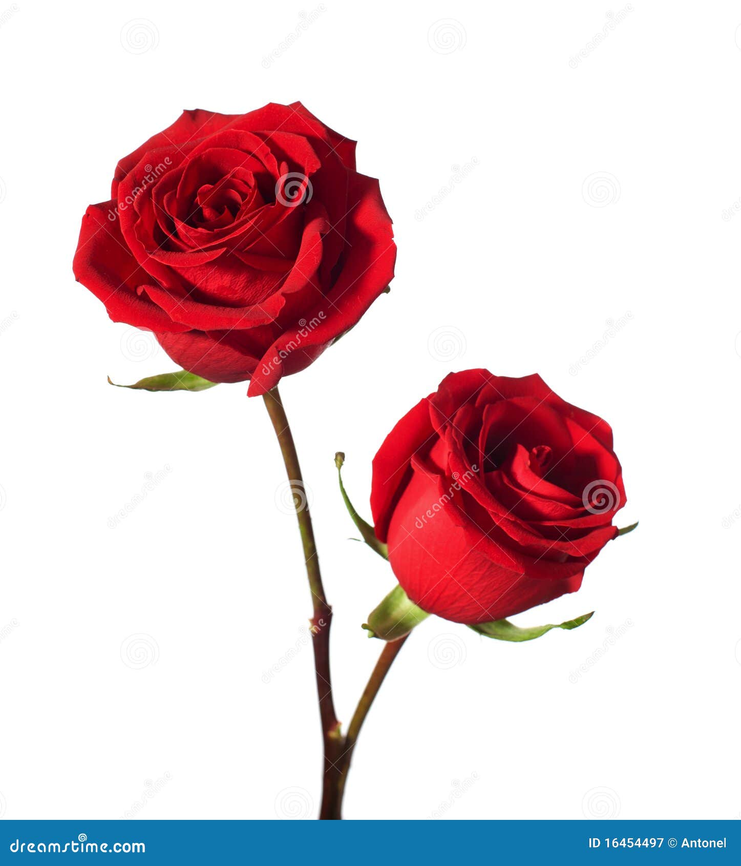 12,319 Two Red Roses Stock Photos - Free & Royalty-Free Stock Photos from  Dreamstime