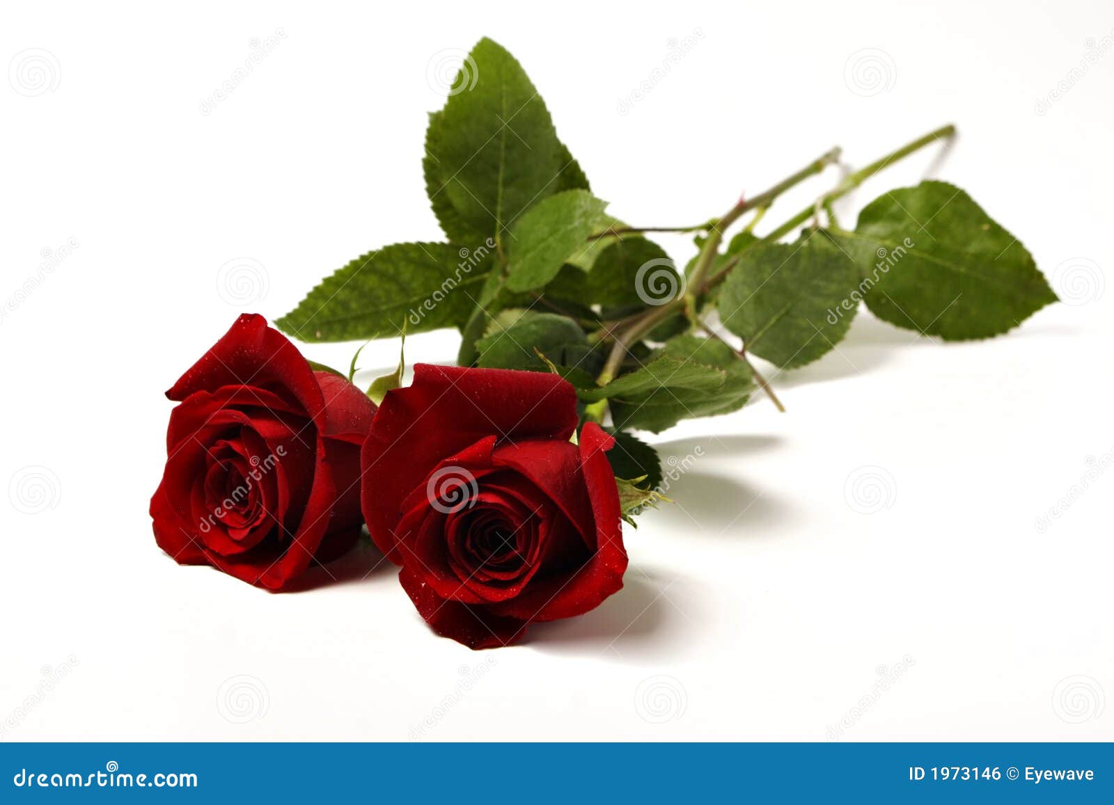 Two red roses stock photo. Image of lovers, affection - 1973146