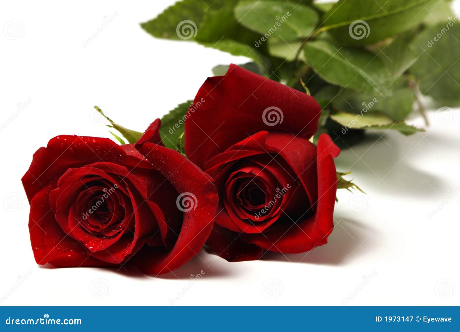 Two red roses 2 stock image. Image of love, honeymoon - 1973147