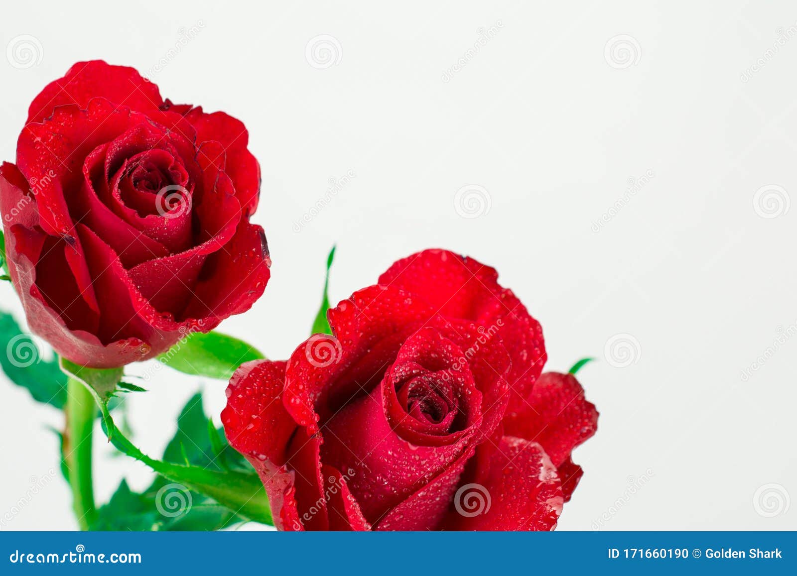 two red roses on white background