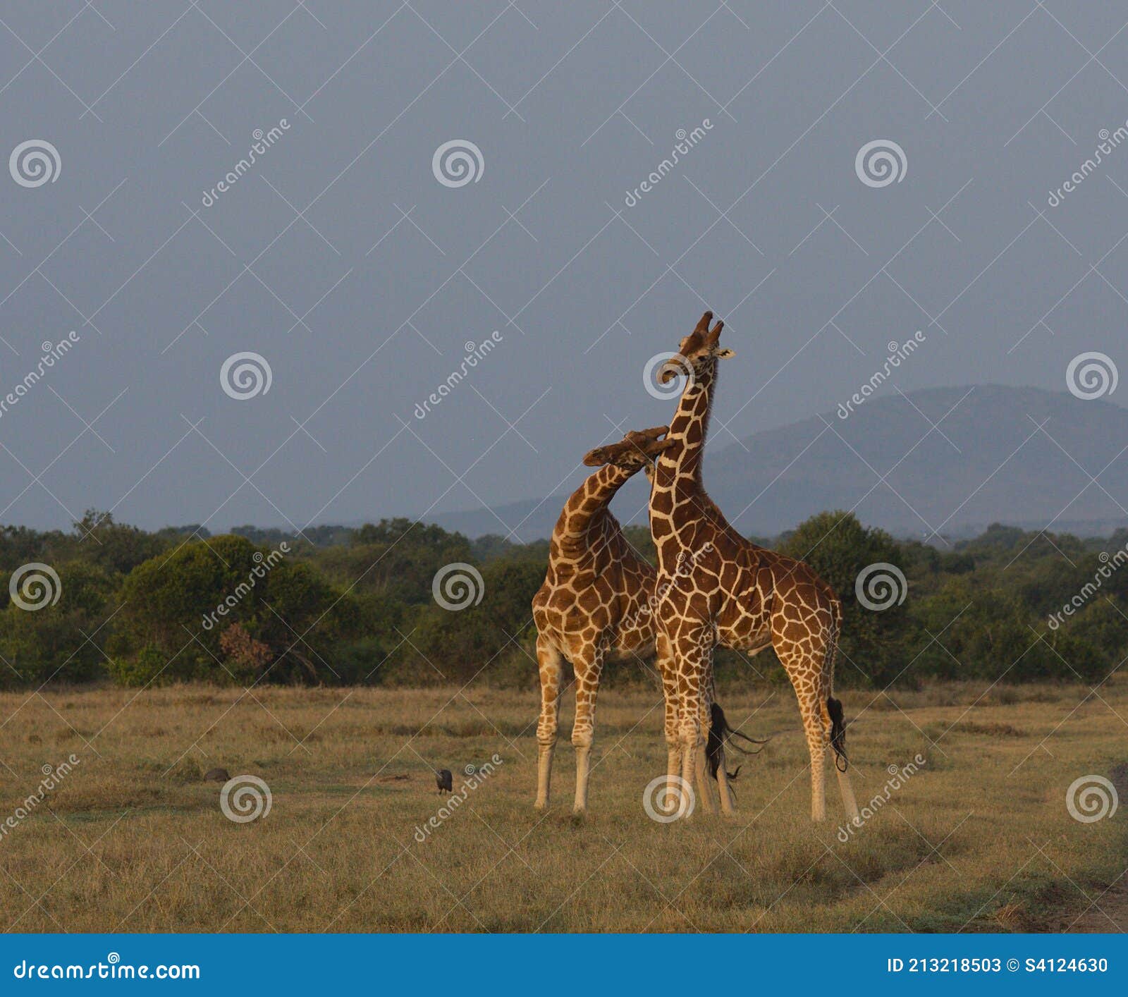 Two Reticulated Giraffes Necking in the Wild, Kenya Stock Image - Image