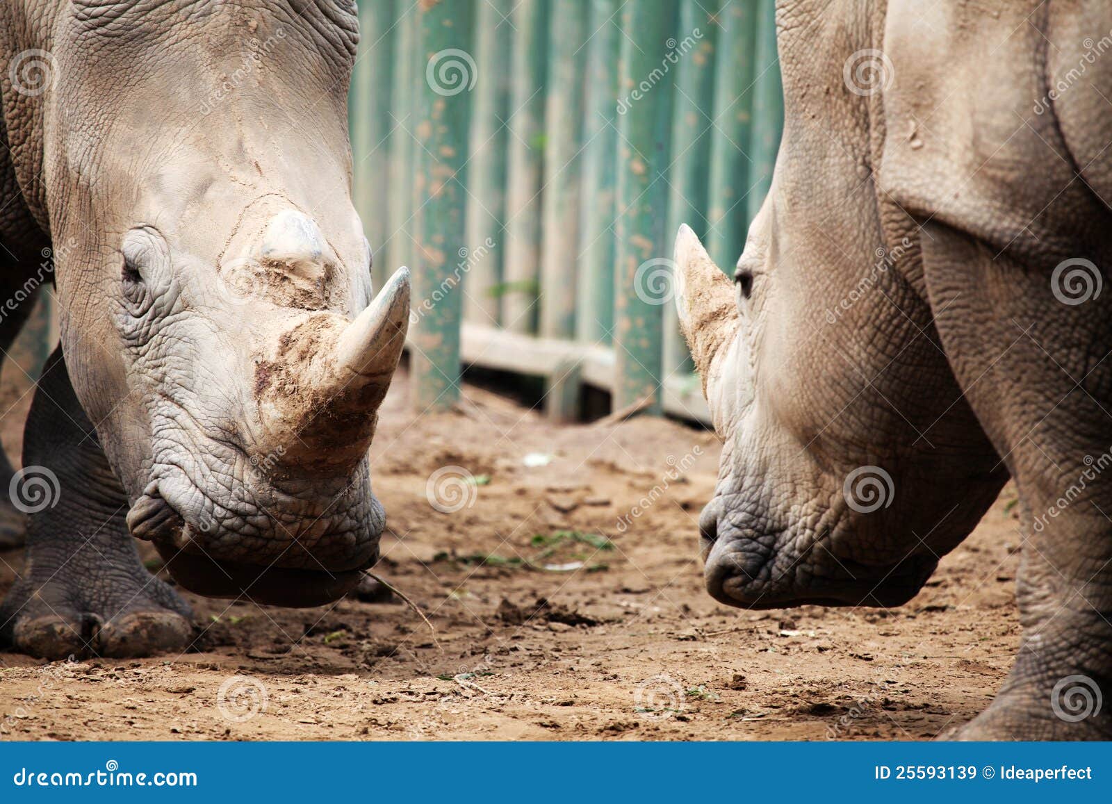 two rhinoceroses in confrontation.