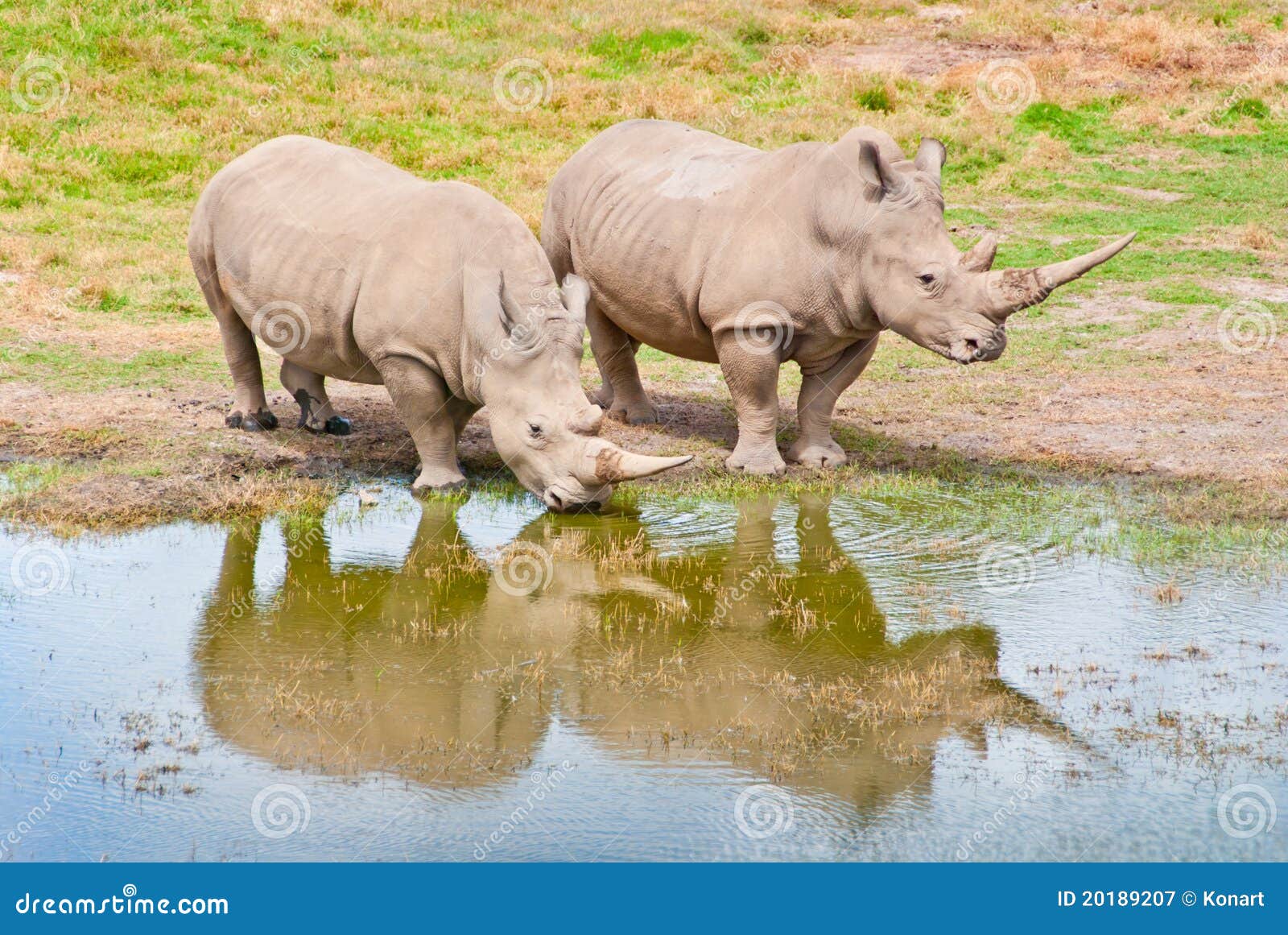 Two Rhinozeros Drinking at Lake Stock Image - Image of african ...