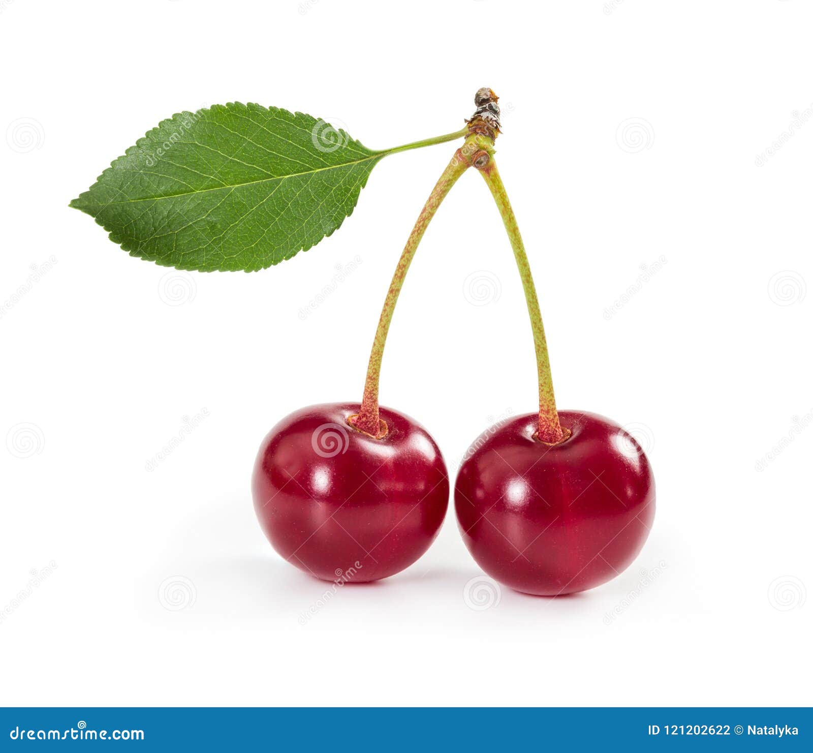 Two Ripe Cherries On Stem With Leaf Isolated On White Background Stock ...