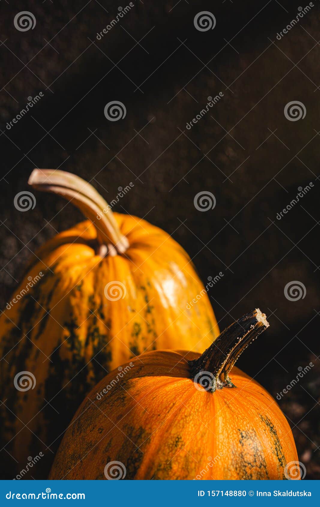 Two Ripe Orange Pumpkins on a Dark Background. Close Up Stock Photo ...