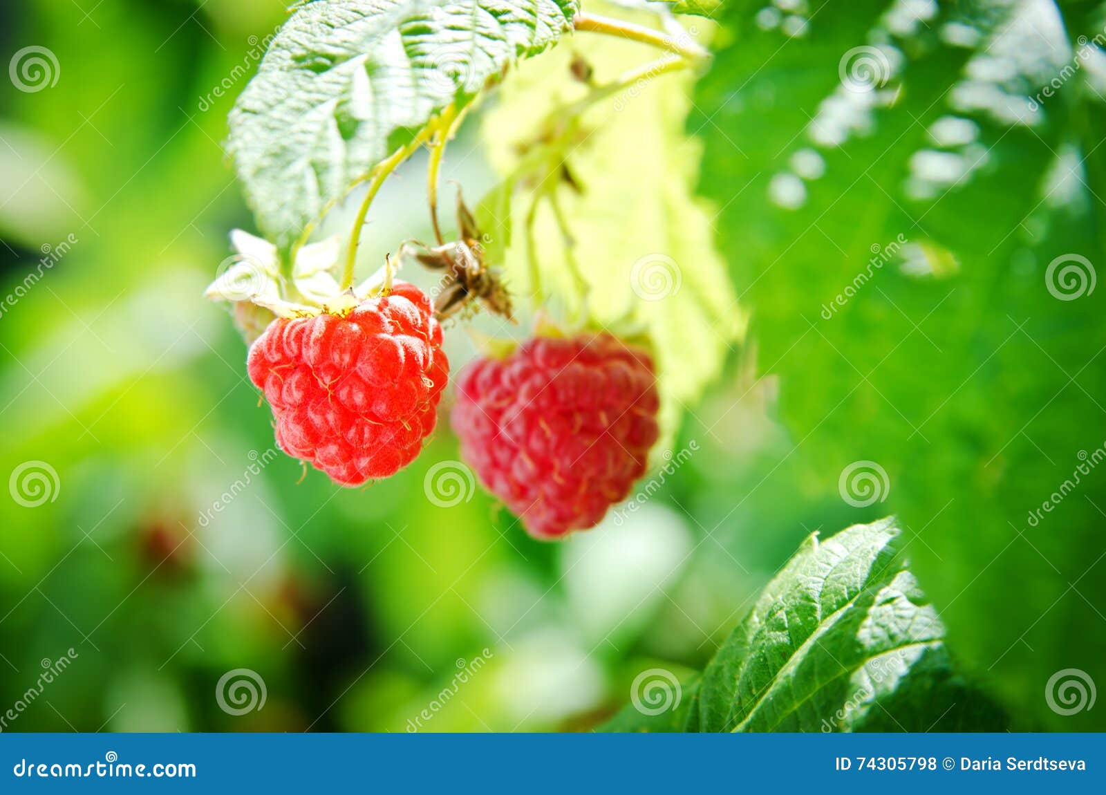 Two Ripe Red Raspberries in the Sun Stock Photo Image of tasty