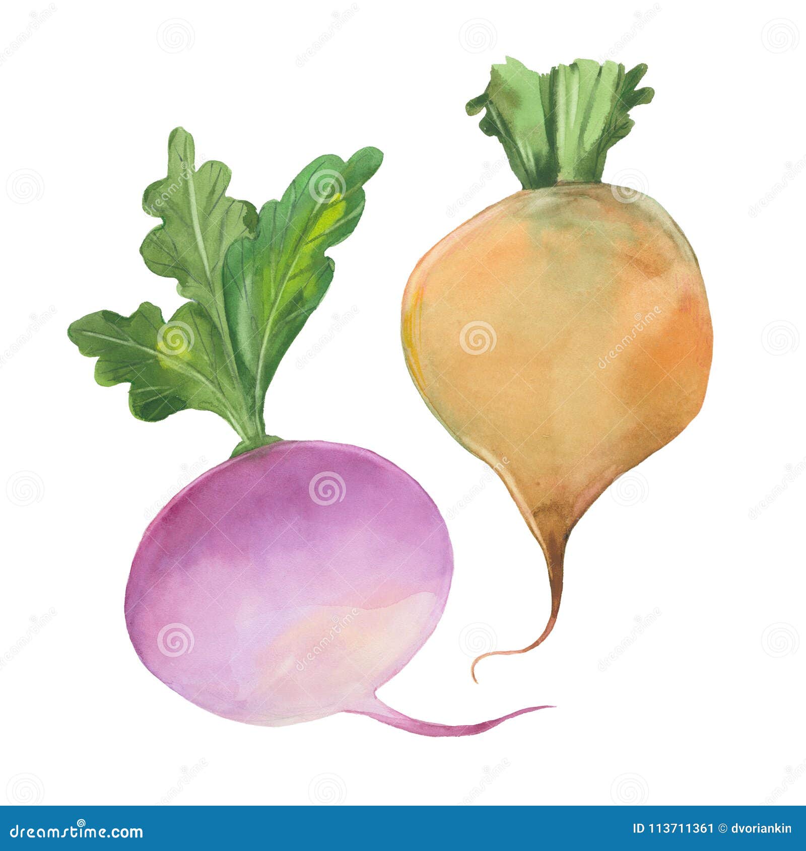 Two ripe turnips stock illustration. Illustration of drawing 113711361