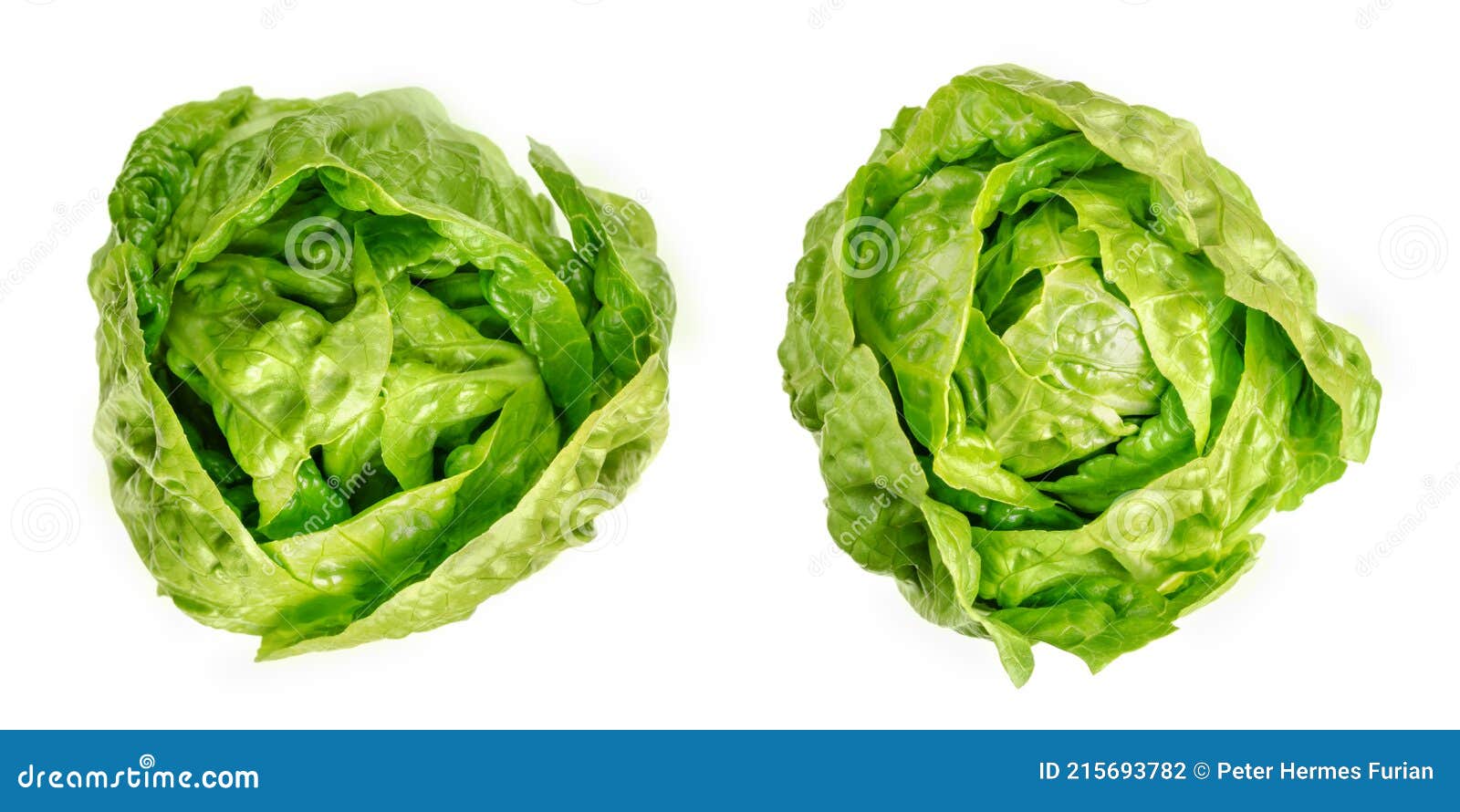 Two Romaine Lettuce Hearts, Green Cos Lettuce Heads, from Above Stock