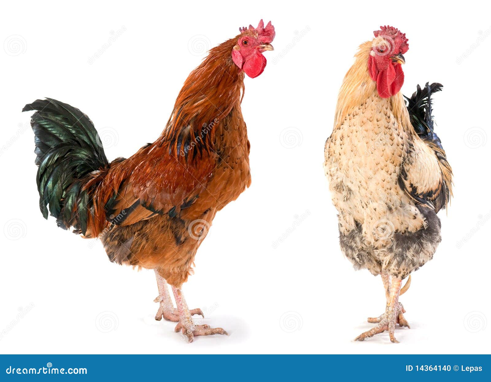 Two rooster stock photo. Image of rooster, agriculture 14364140
