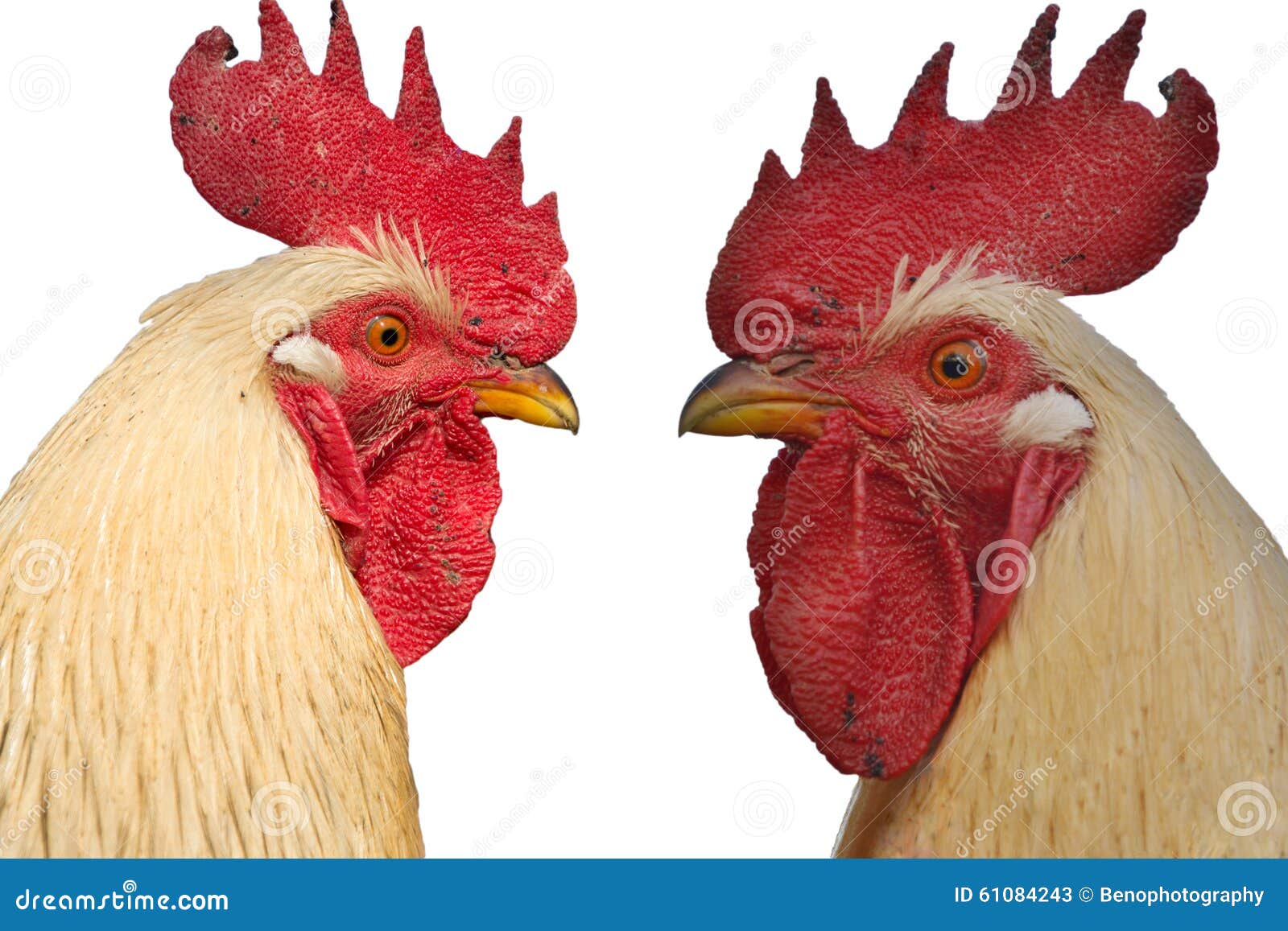 Two Roosters Against Each Other Isolated on White Background Stock