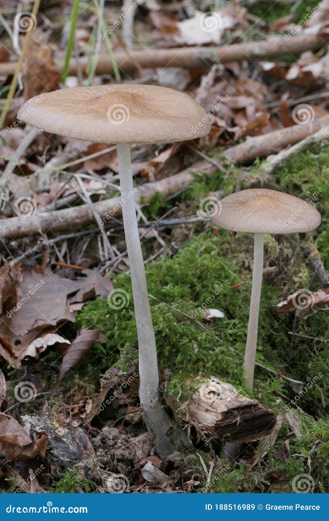 two rooting shank mushrooms emerging from the forest floor into the sunlight.
