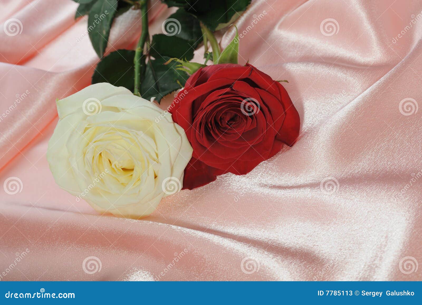 Two rose on cream satin stock image. Image of bedding - 7785113