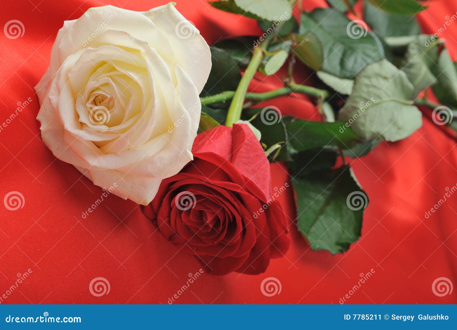 Two rose on satin stock image. Image of pattern, candid - 7785211