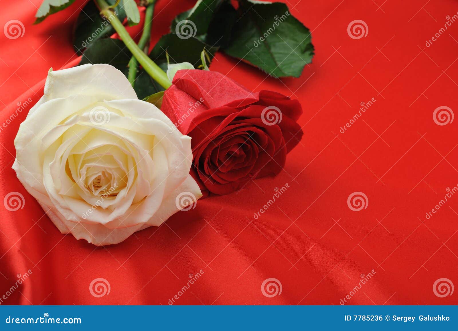 Two rose on satin stock photo. Image of curve, sheet, beauty - 7785236