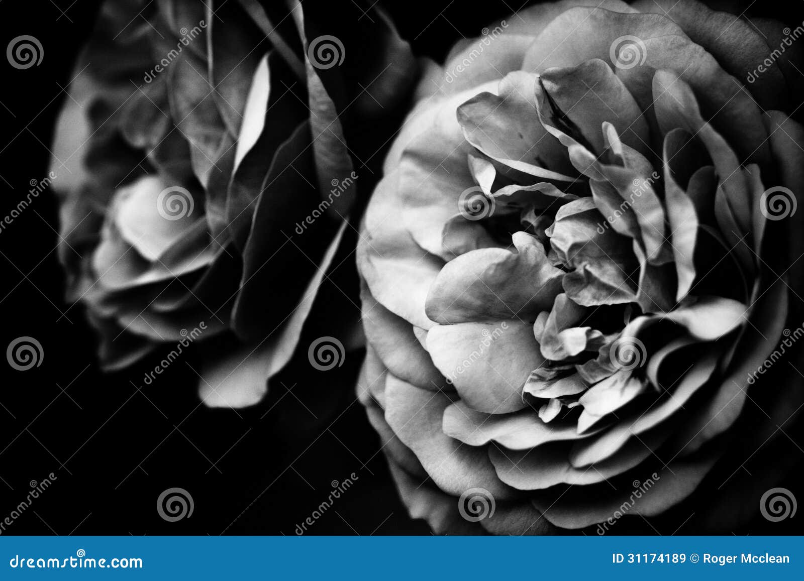 Two roses stock image. Image of garden, abstract, petals - 31174189