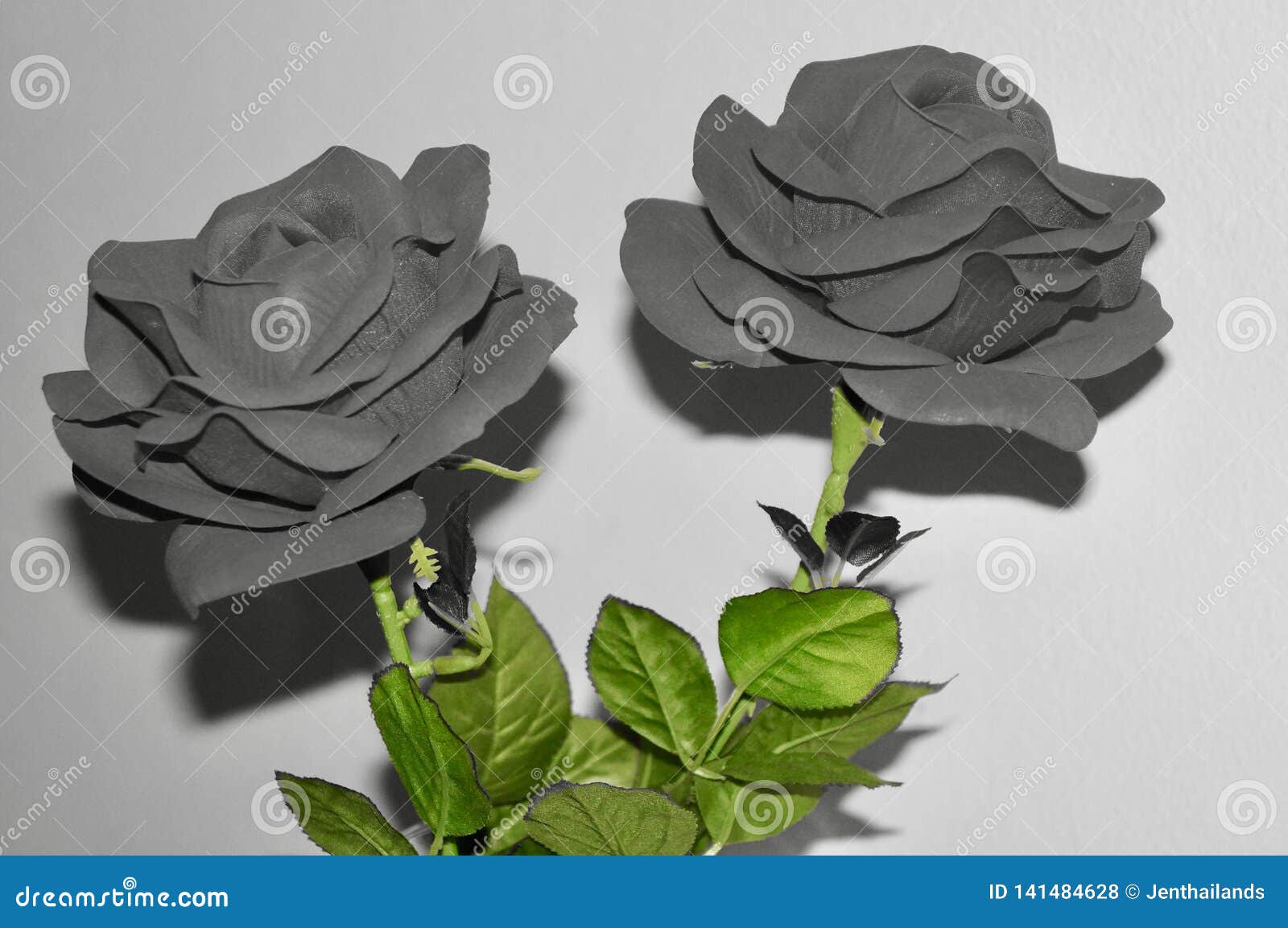 two roses with a color concept