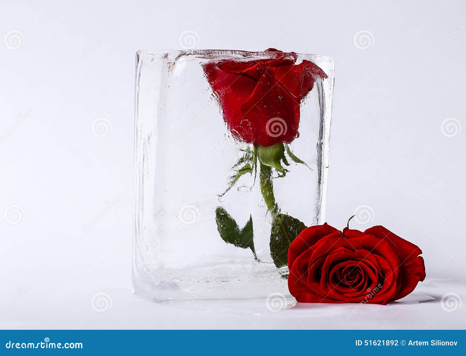 Two roses in ice stock photo. Image of gift, flower, white 51621892