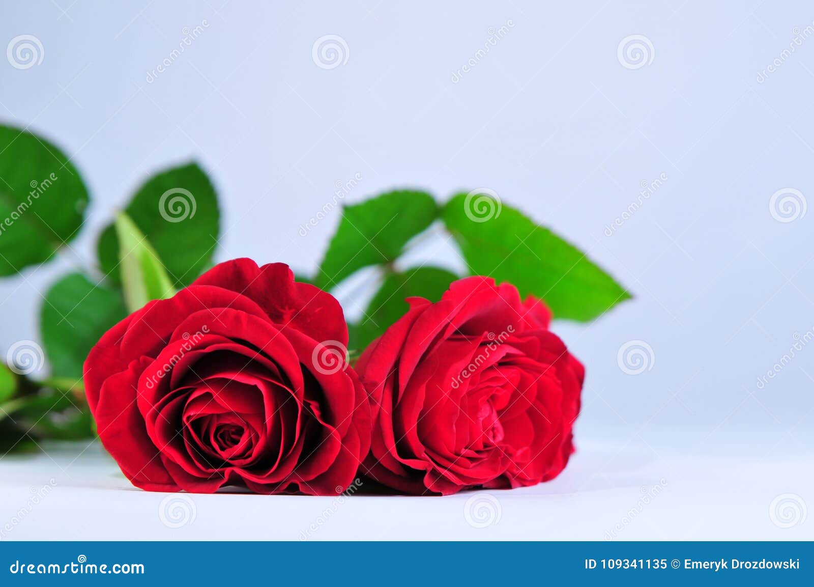 Two Roses on White Background Stock Image - Image of lights, love ...