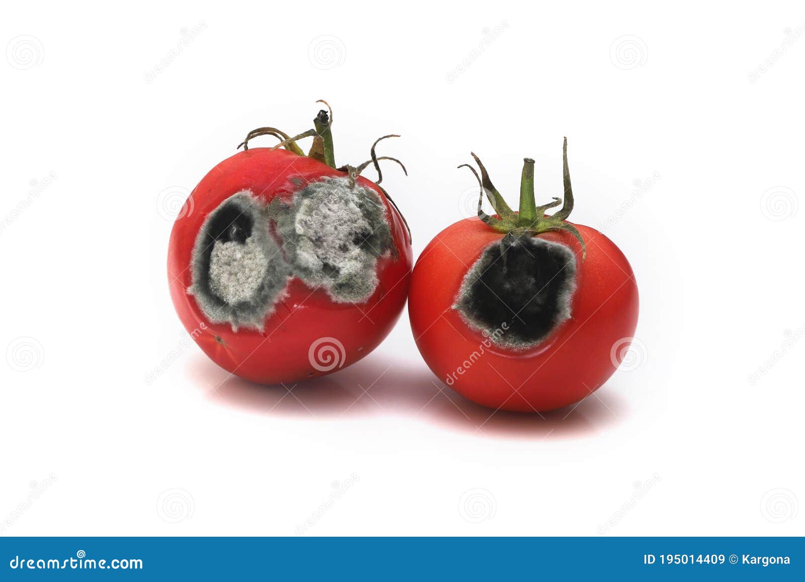 Two Rotten Tomatoes Isolated On White Stock Image Image Of Nature Rotten 195014409