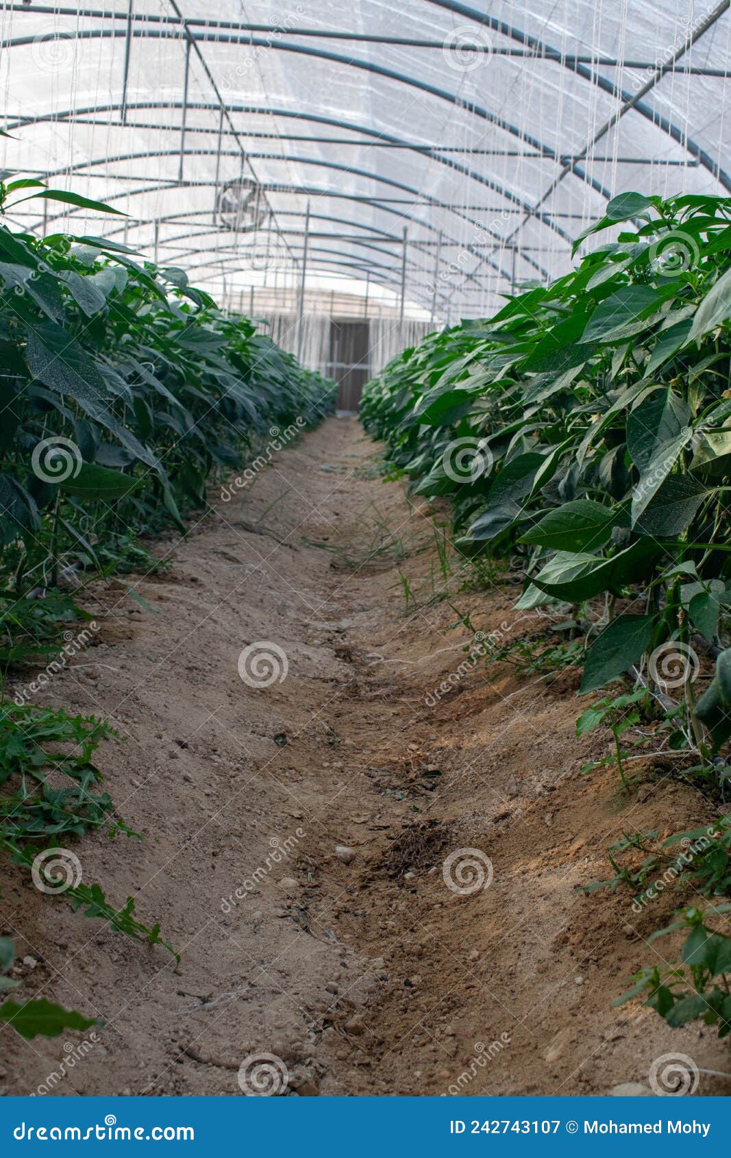 A greenhouse in Qatar stock image. Image of cultivation 242743107