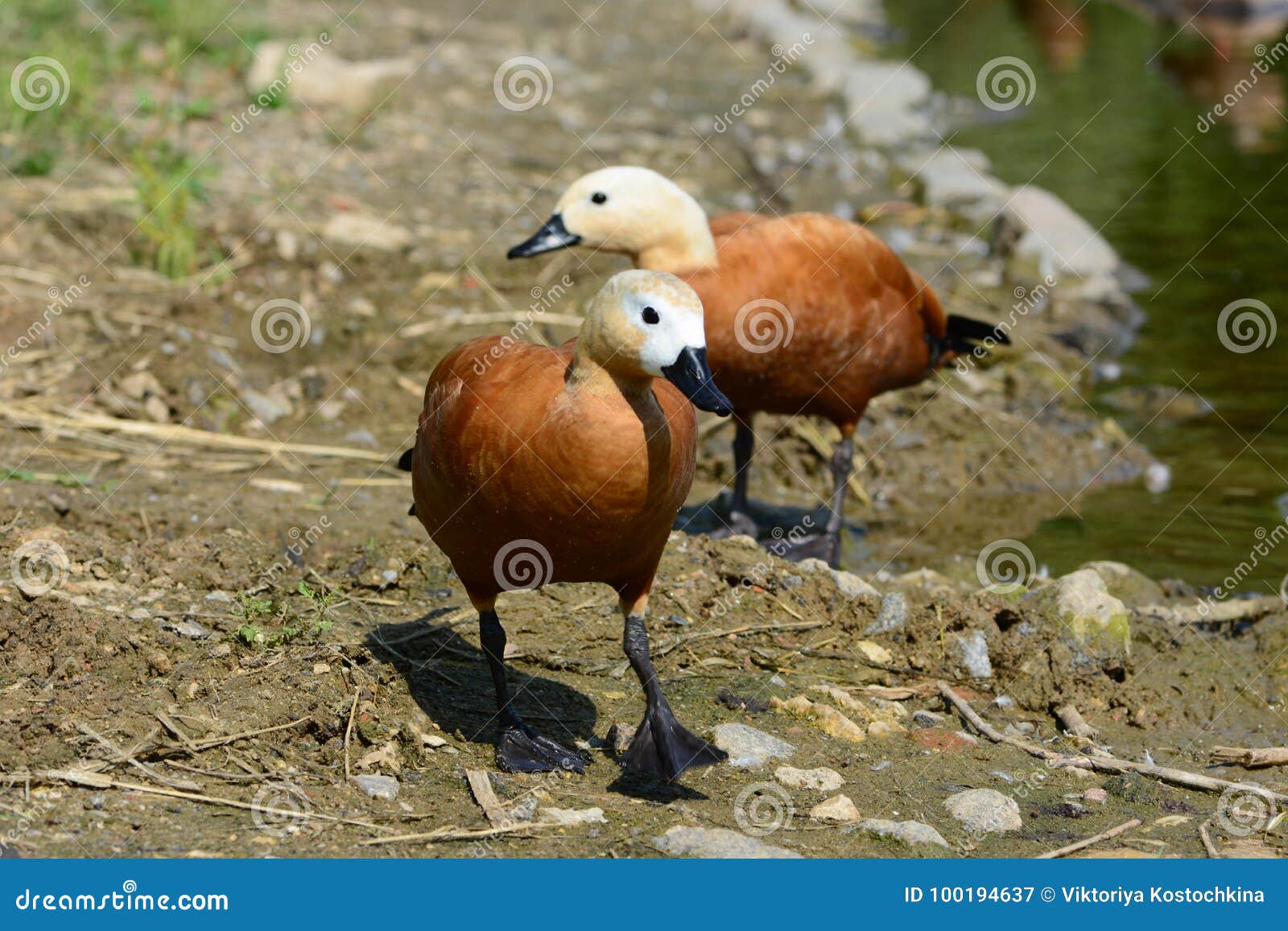 two ruddy shel ducks walking