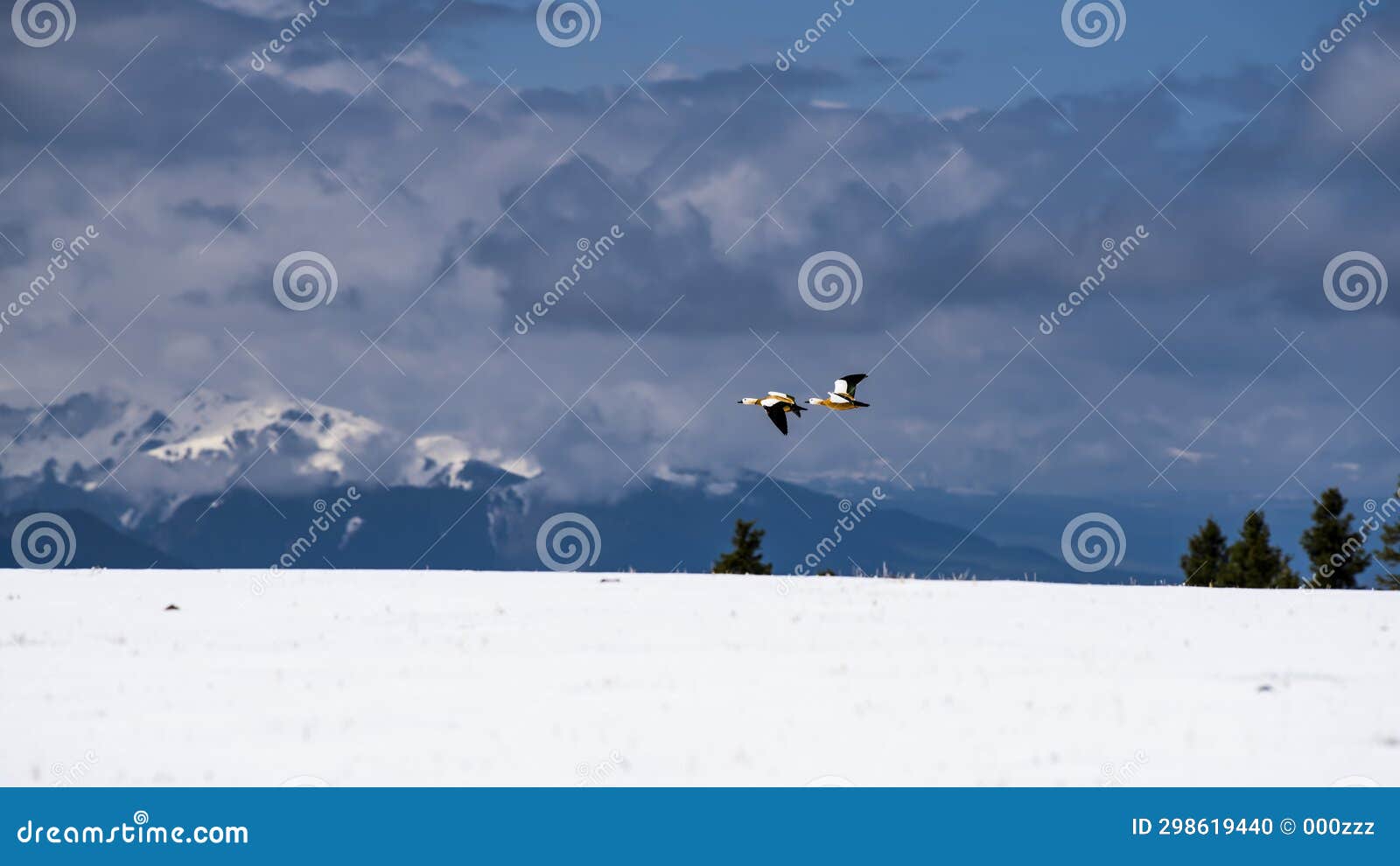 two ruddy shelducks flying over snow-covered mountain pine trees