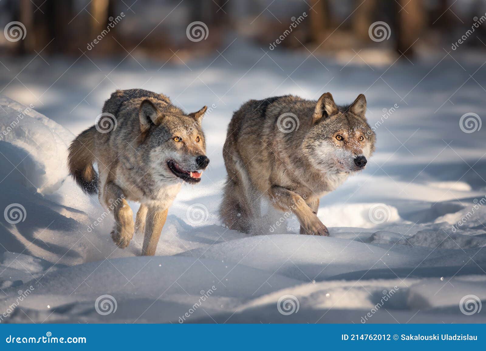 two running grey wolves on fresh snow. pair of european wolfs. wolf grin