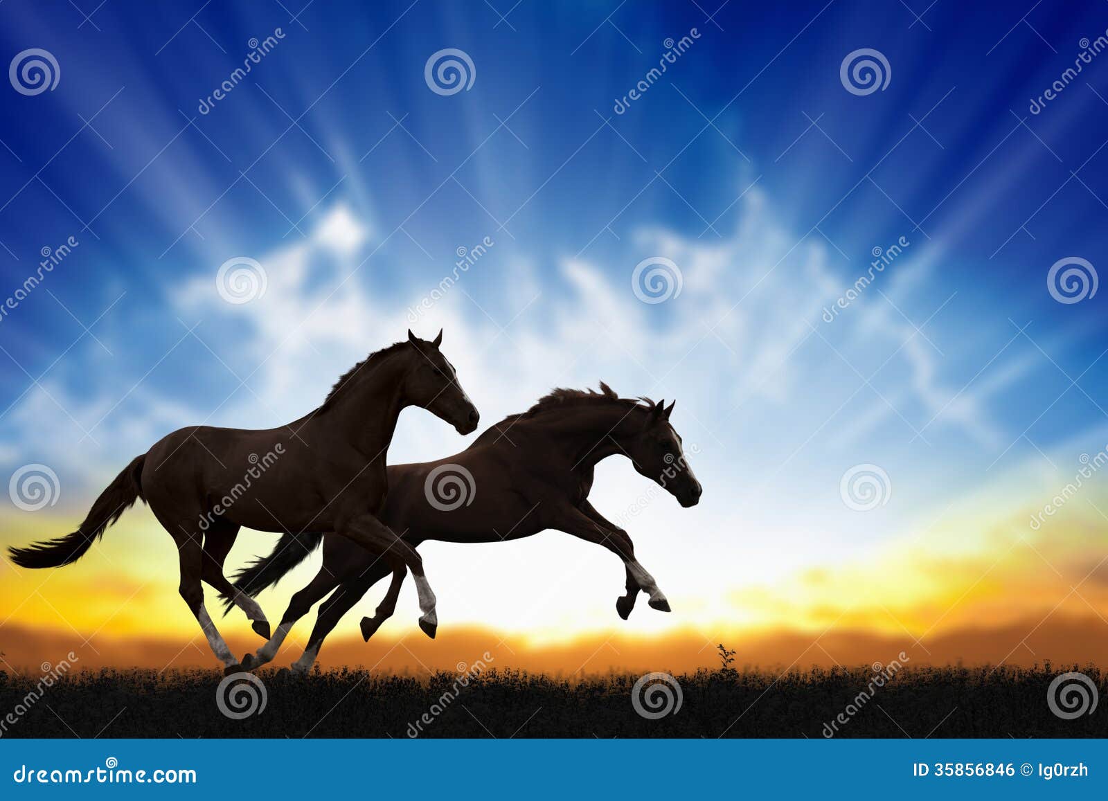 Two running horses stock photo. Image of light, jumping - 35856846