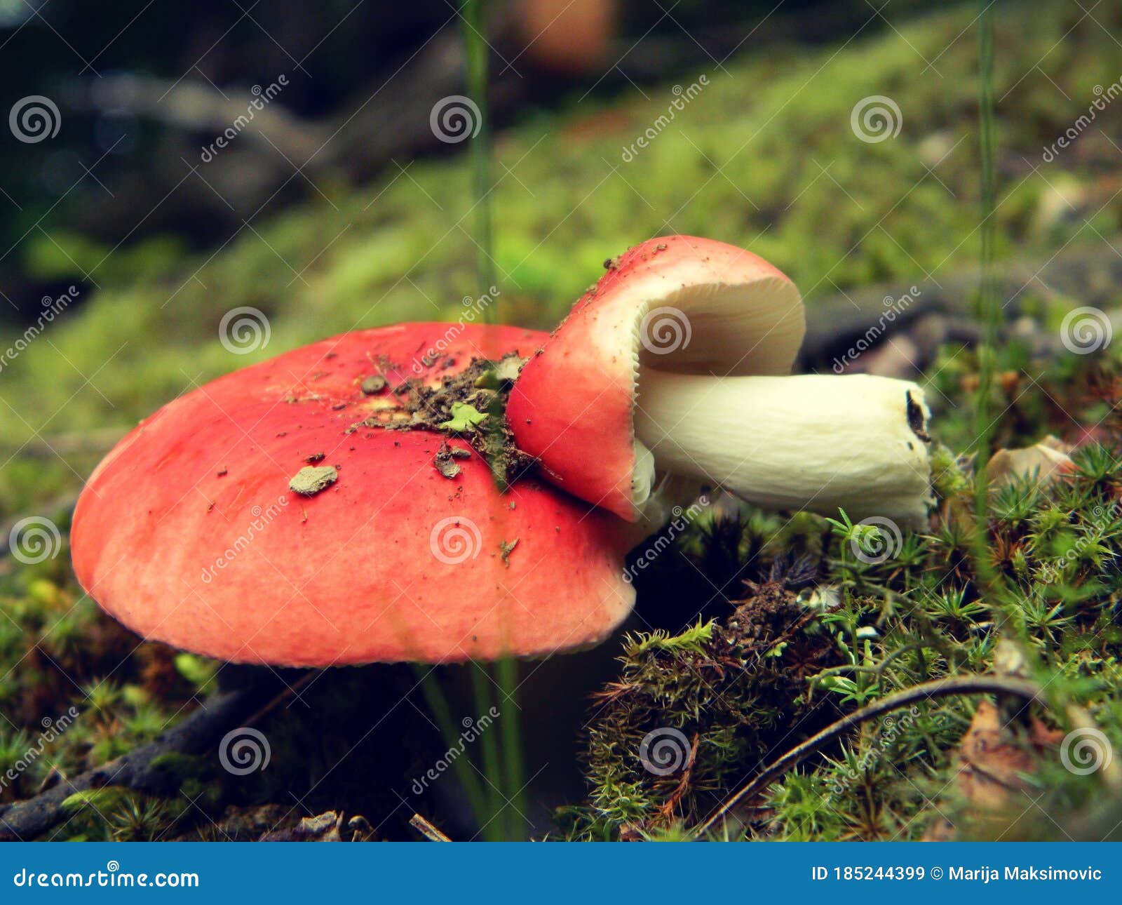 an unusual sight among forest mushrooms