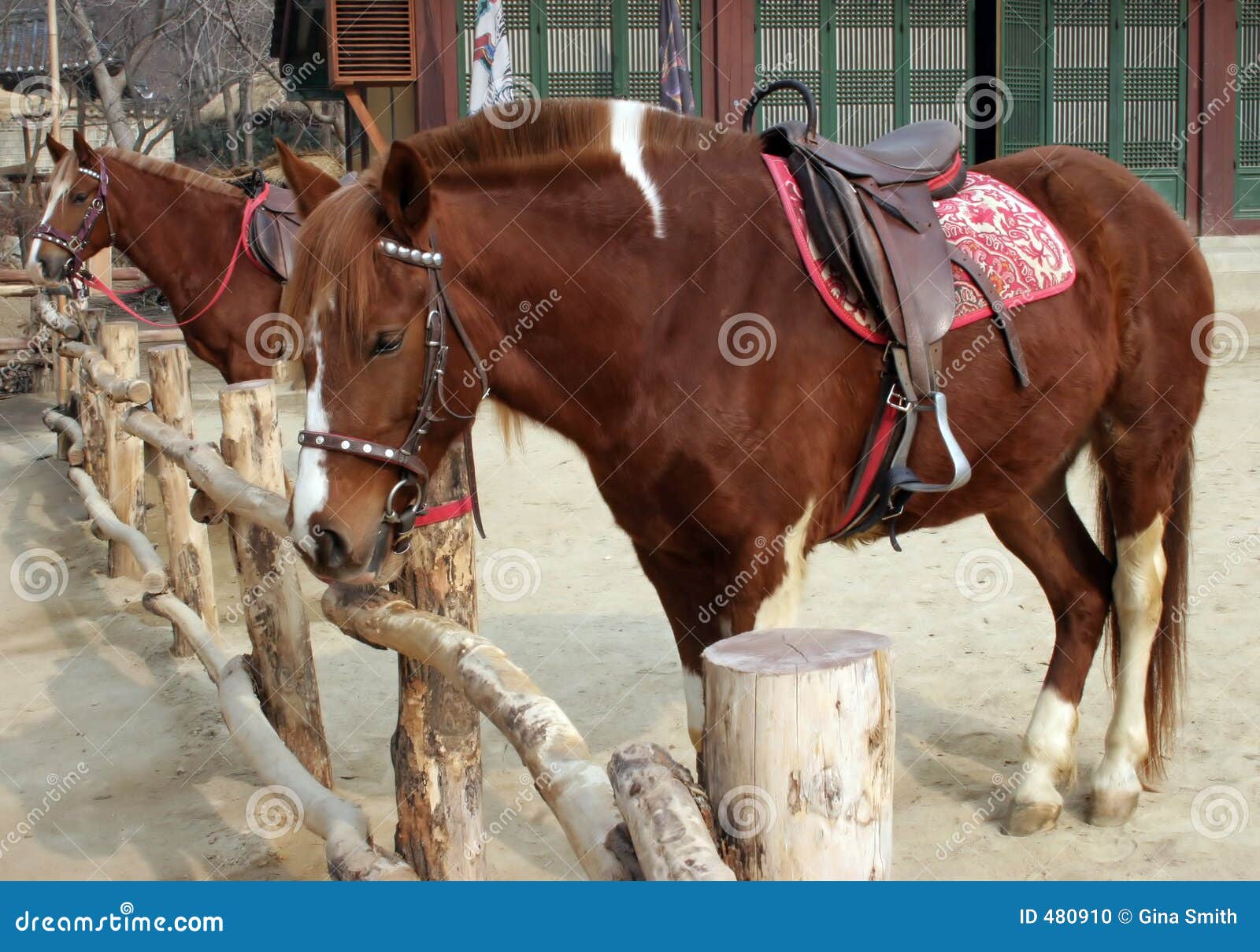 two saddled horses
