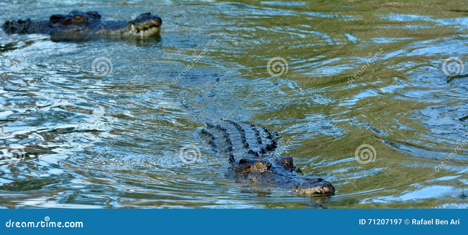 Крокодилы в соленой воде. Крокодил плавает в воде. Как плавают крокодилы. Озёра в которых плавают крокодилы.