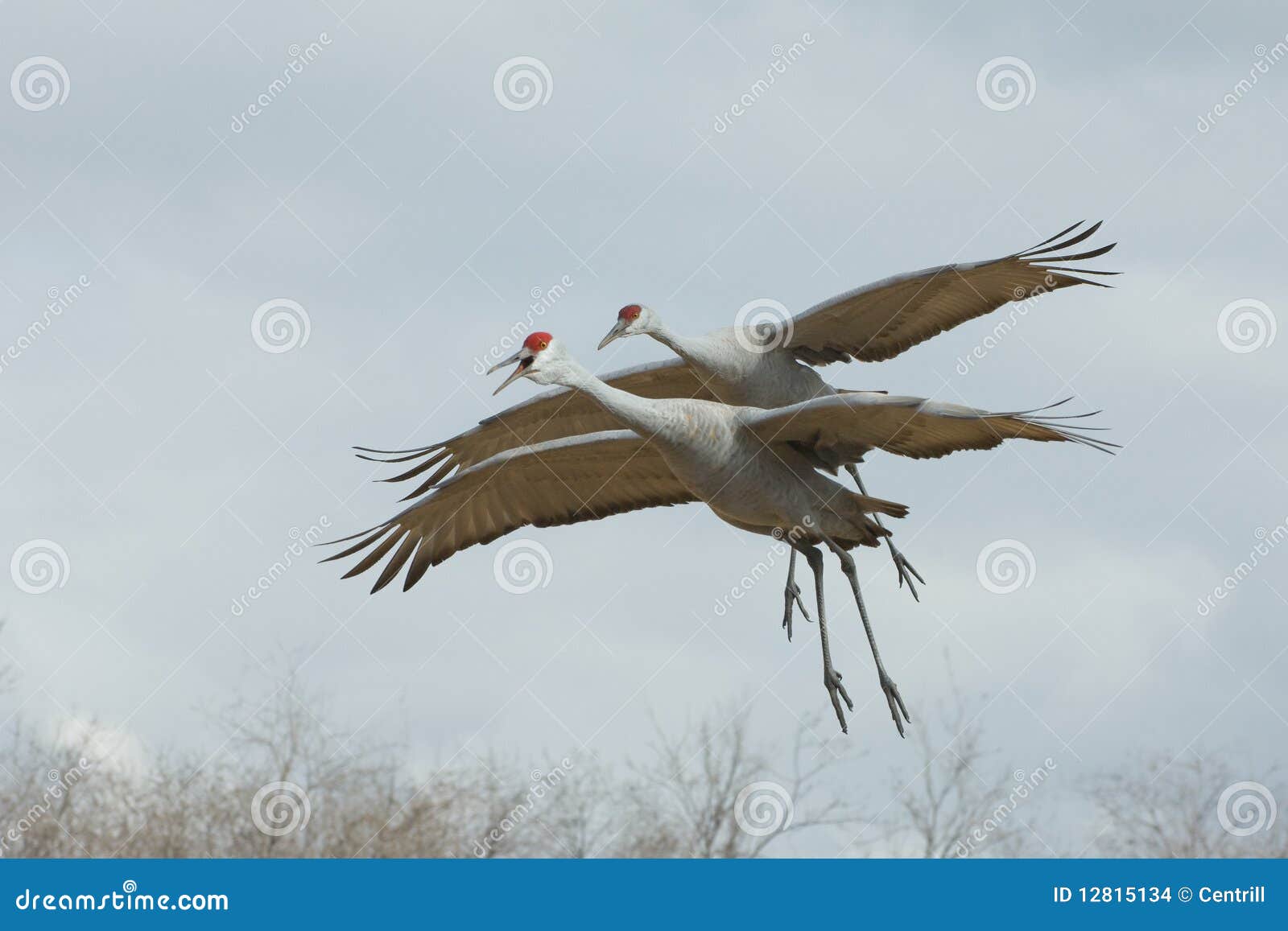 two sandhill cranes in flight