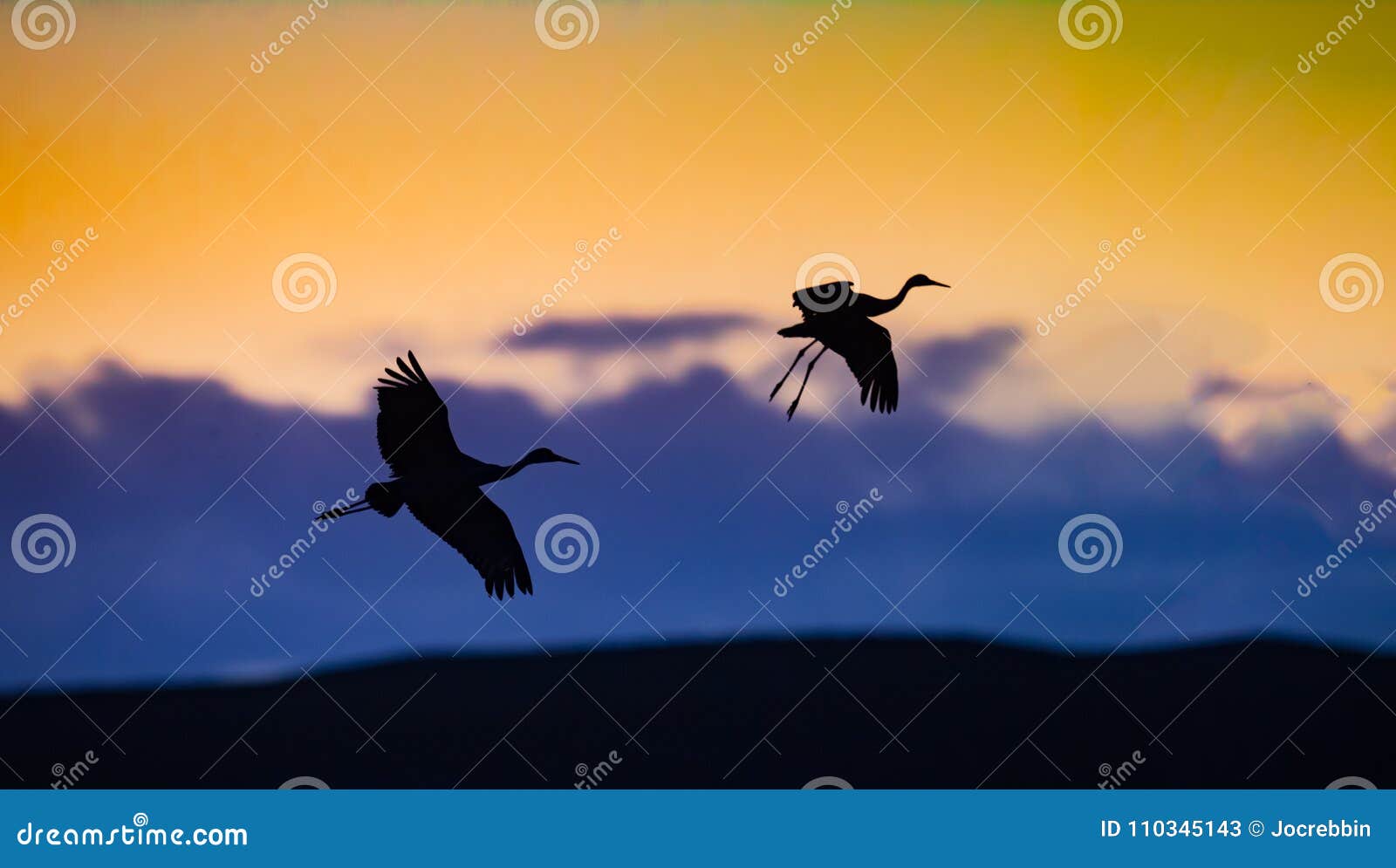 Two Sandhill Cranes Fly in for Landing at Bosque in New Mexico Stock