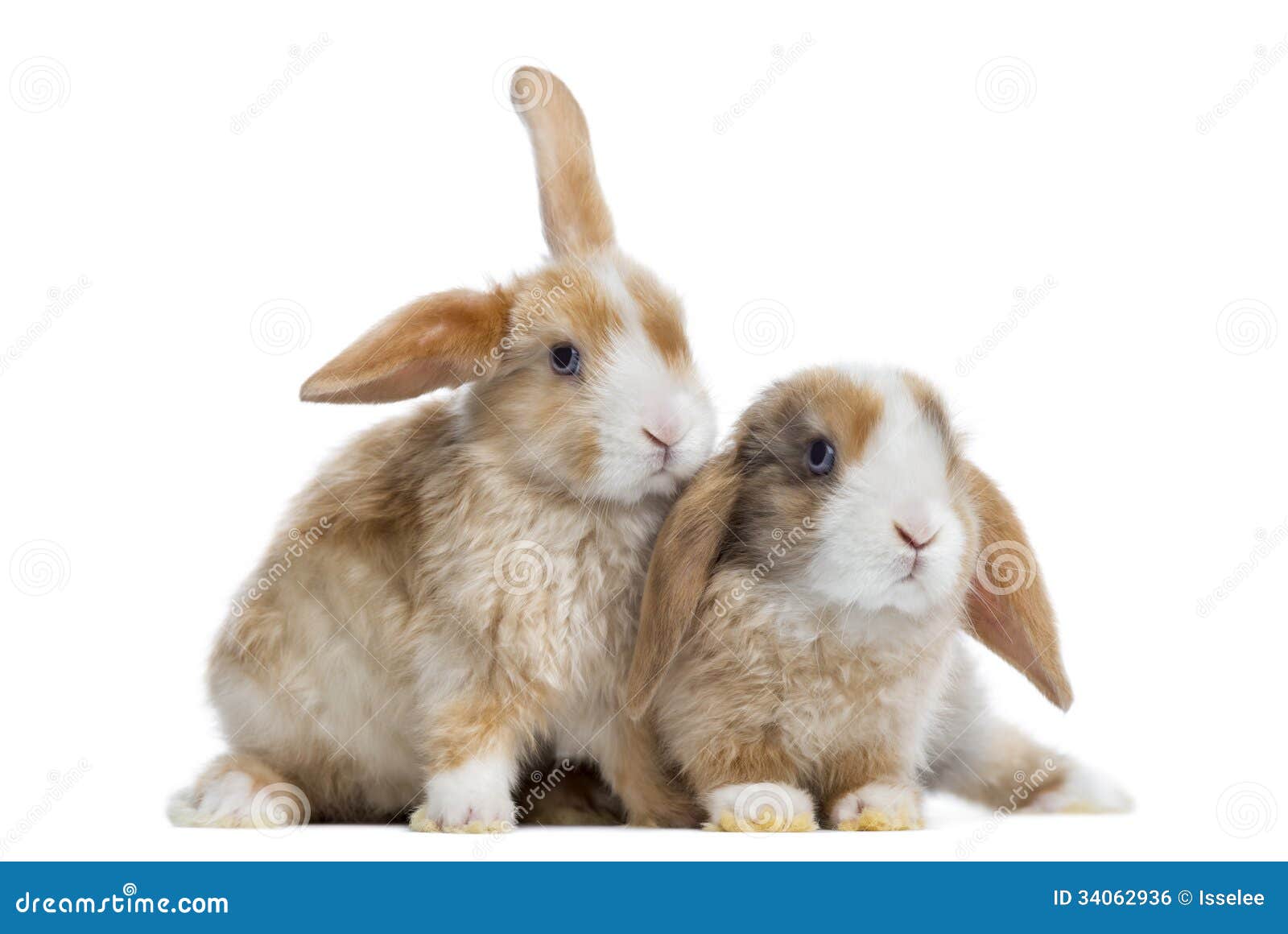 two satin mini lop rabbits next to each other, 