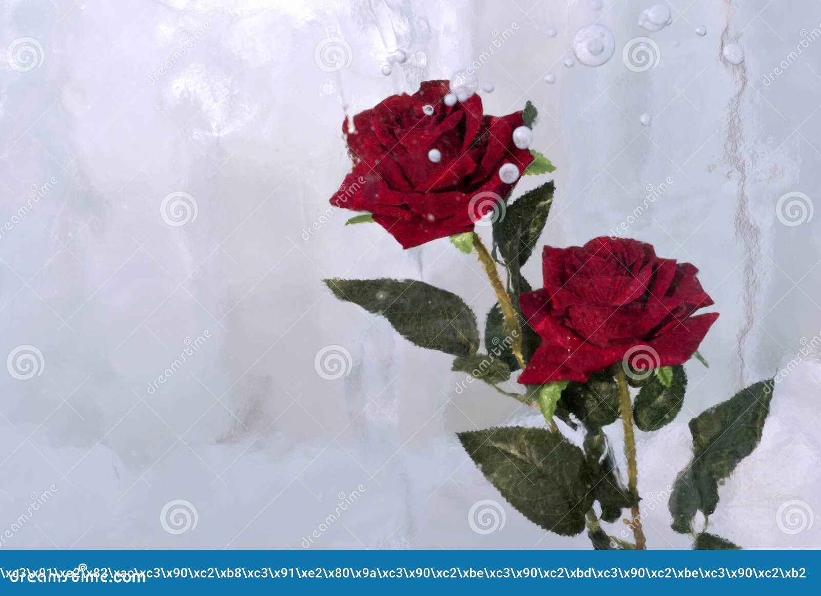 Two roses in ice stock photo. Image of frizen, flower - 108479564