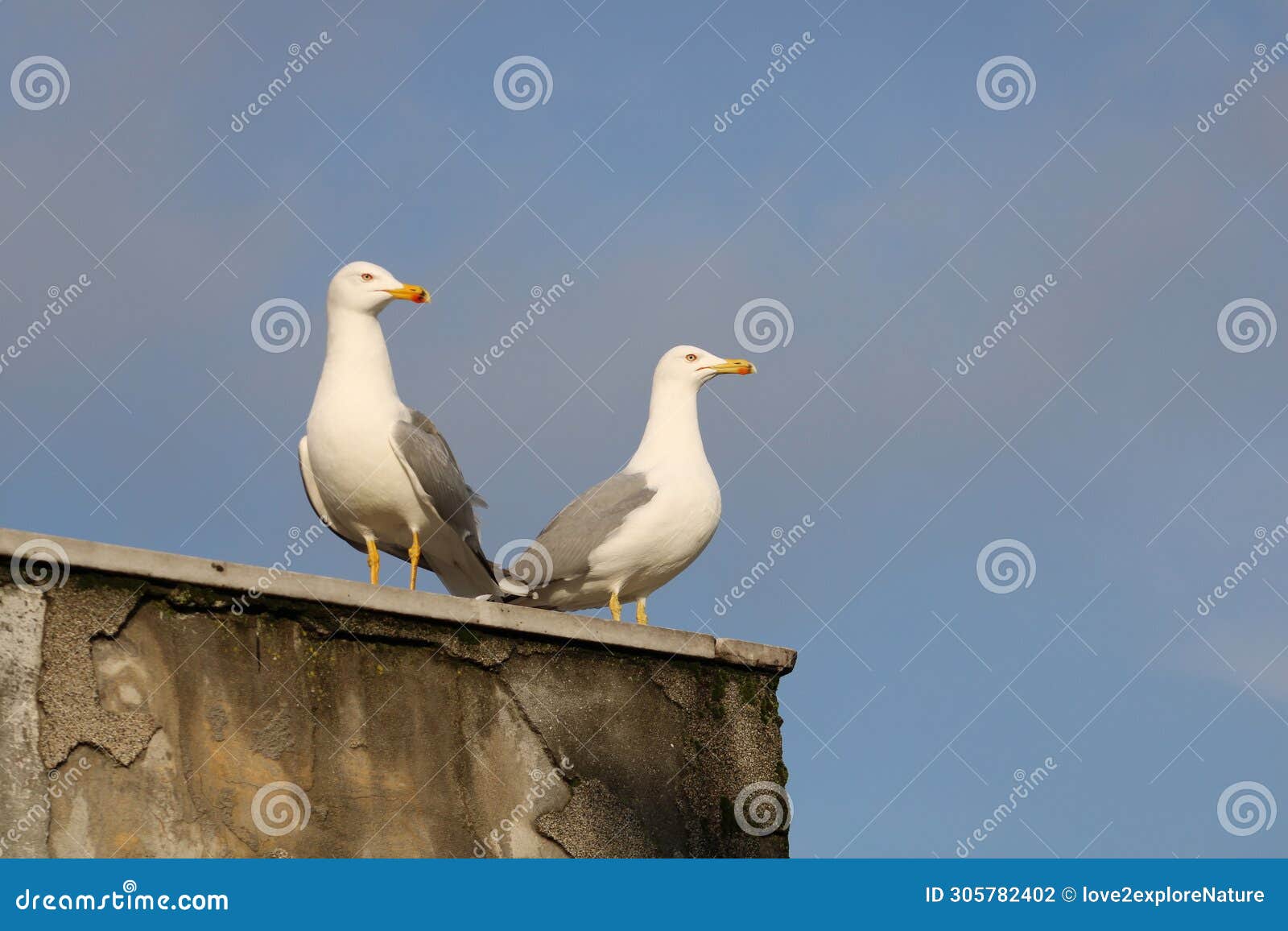two seagulls on an old chimney against blues sky in kadikoy istanbul