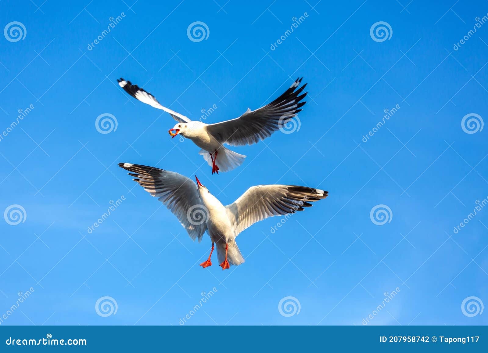 two seagulls vying for food
