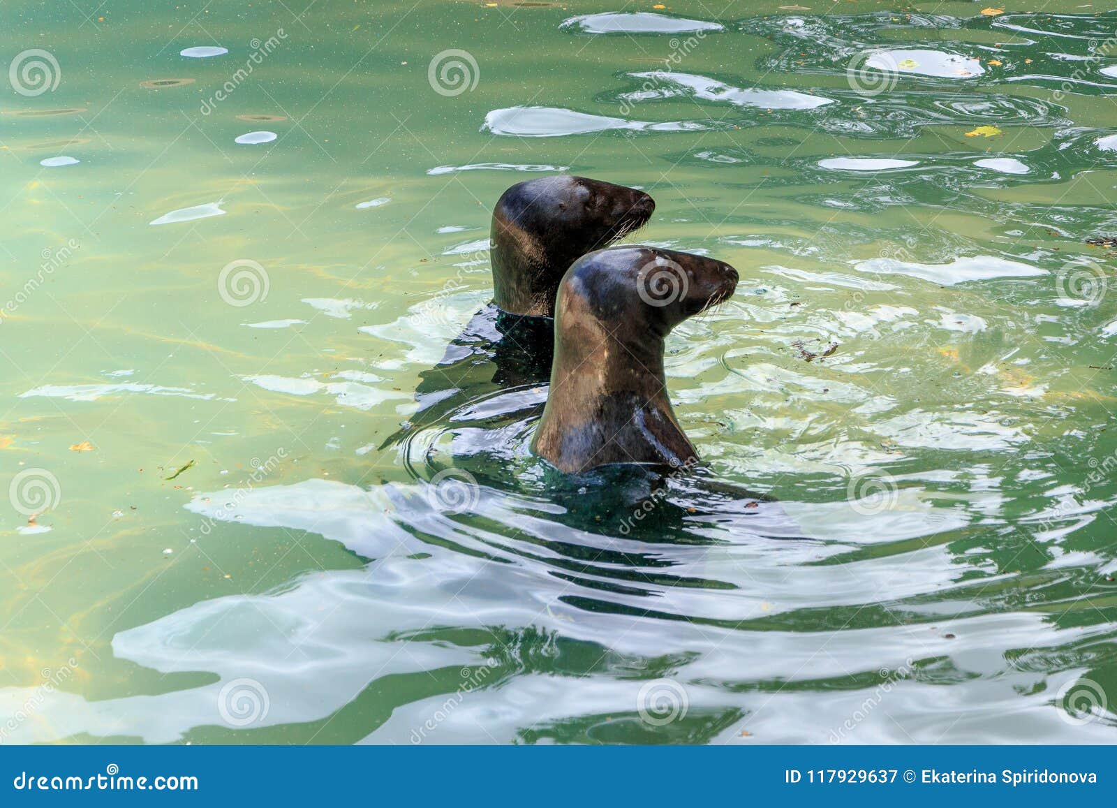 Seals stock image. Image of travel, seals, park, pool 117929637