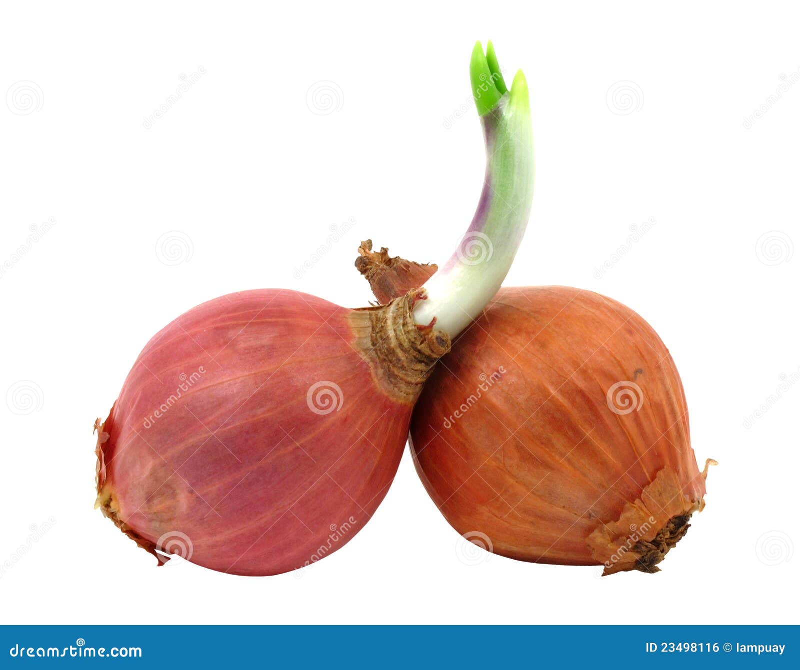Two Shallots With One Has Leaf Stock Photo Image of clipping, agriculture 23498116
