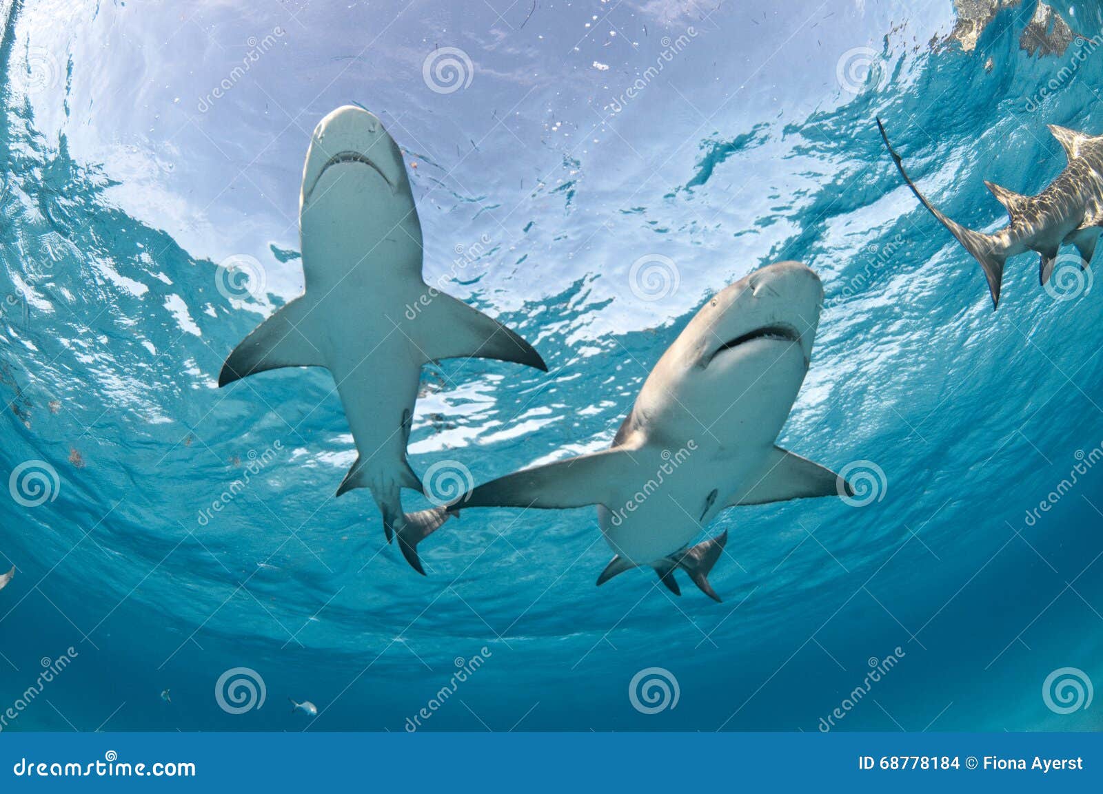 2 great white sharks travel together