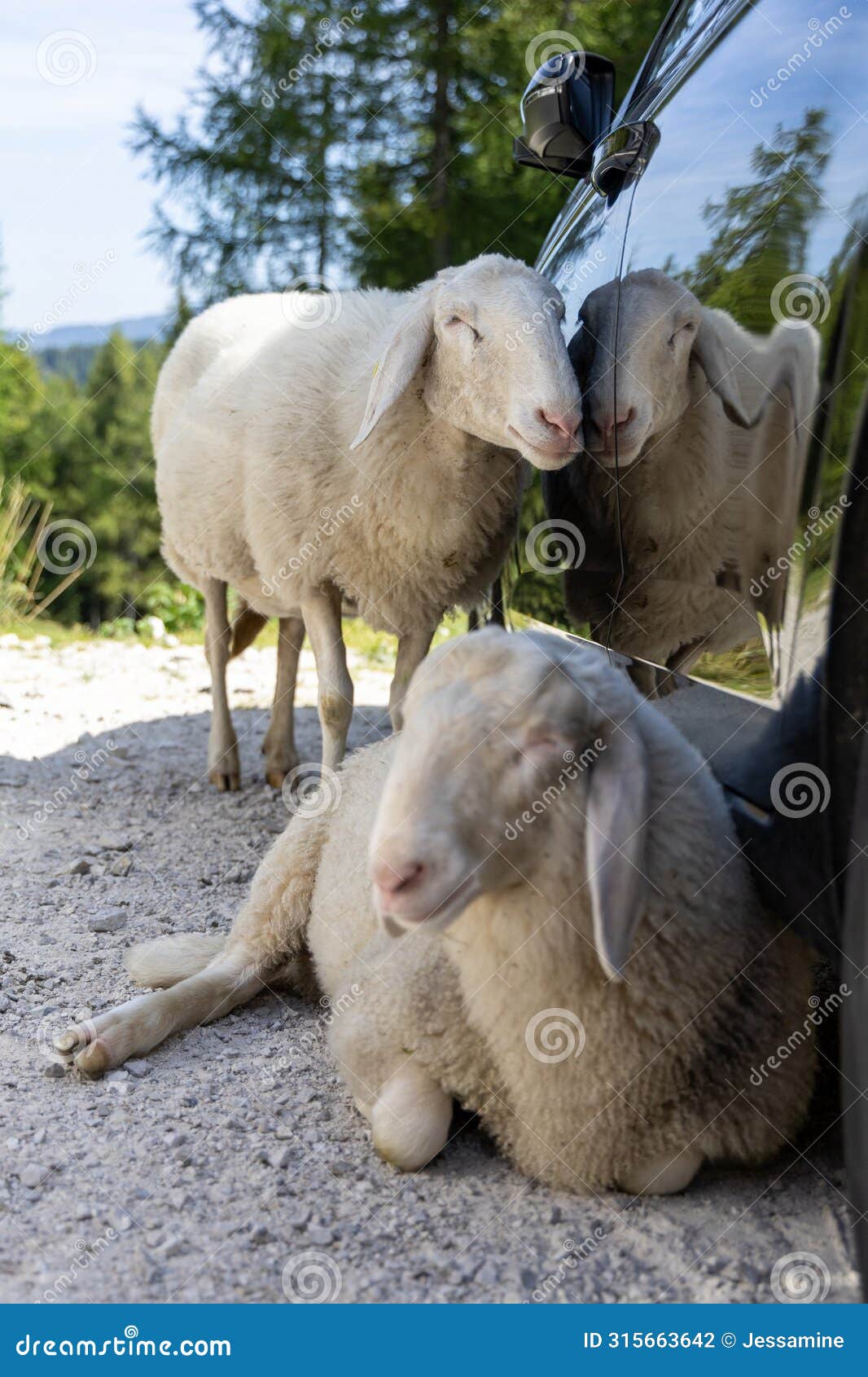 two sheep in the car shade