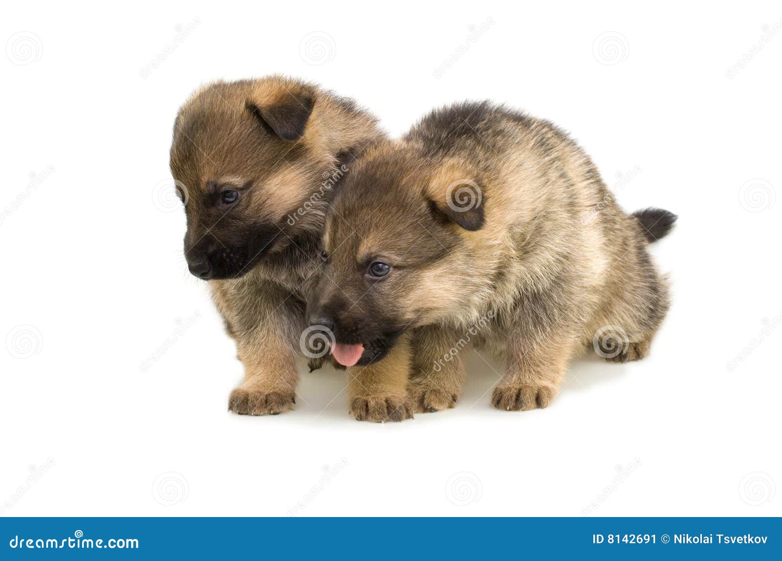 Two sheep-dogs puppys stock image. Image of isolated, pedigreed - 8142691