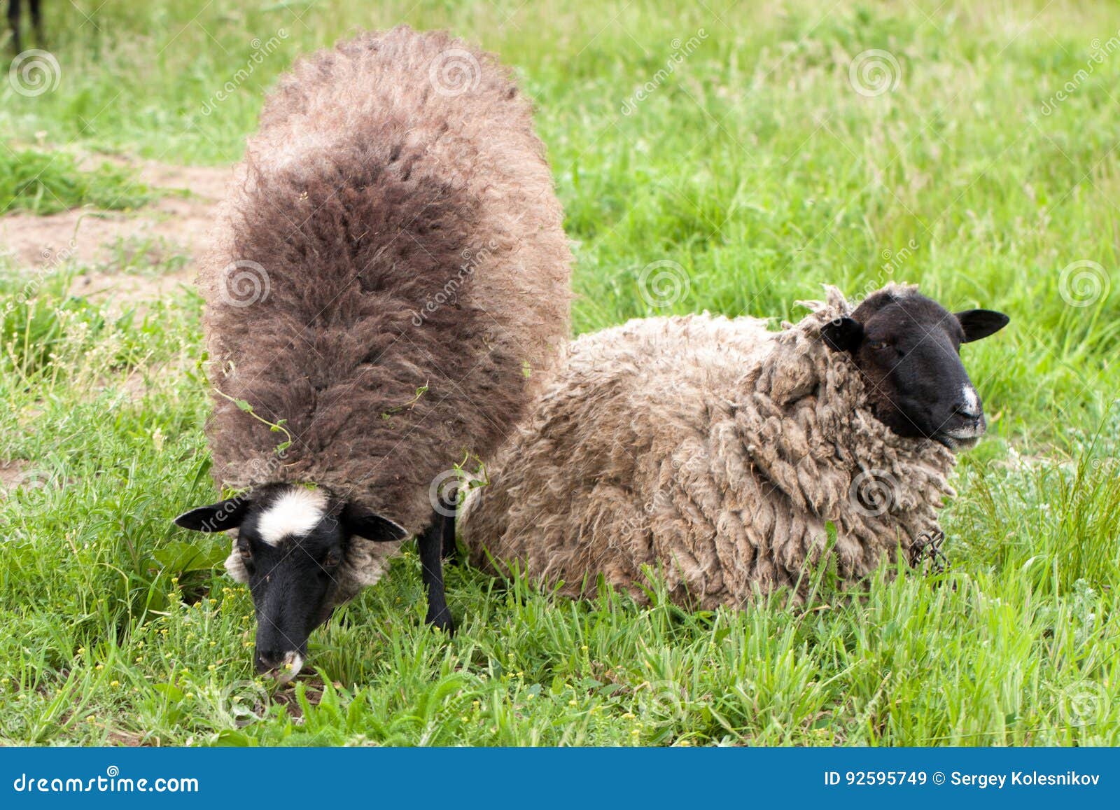 Two Sheep Graze on the Green Grass. Closeup Stock Image Image of