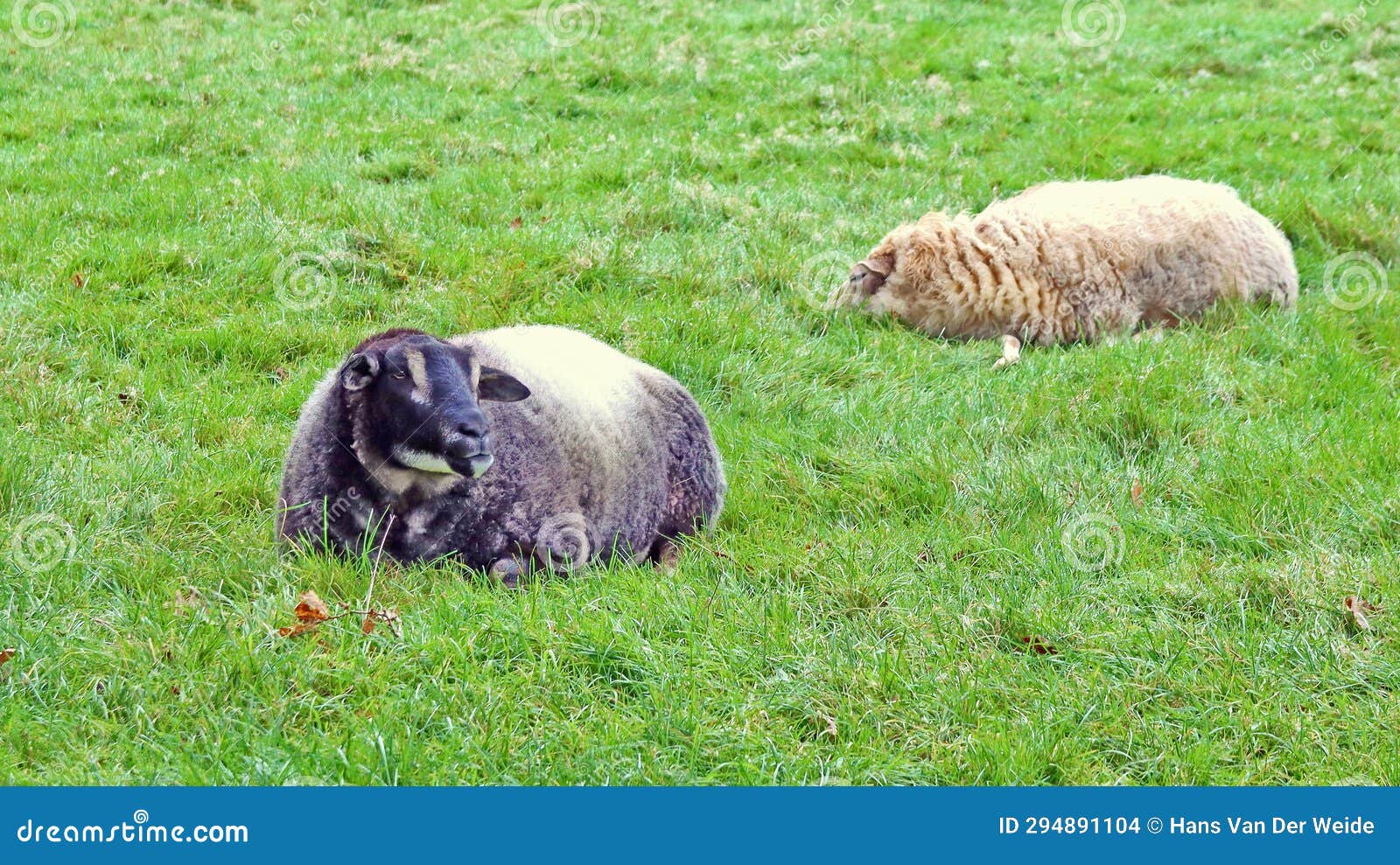 two sheep lying in green grassland where perhaps 1 has bluetongue....