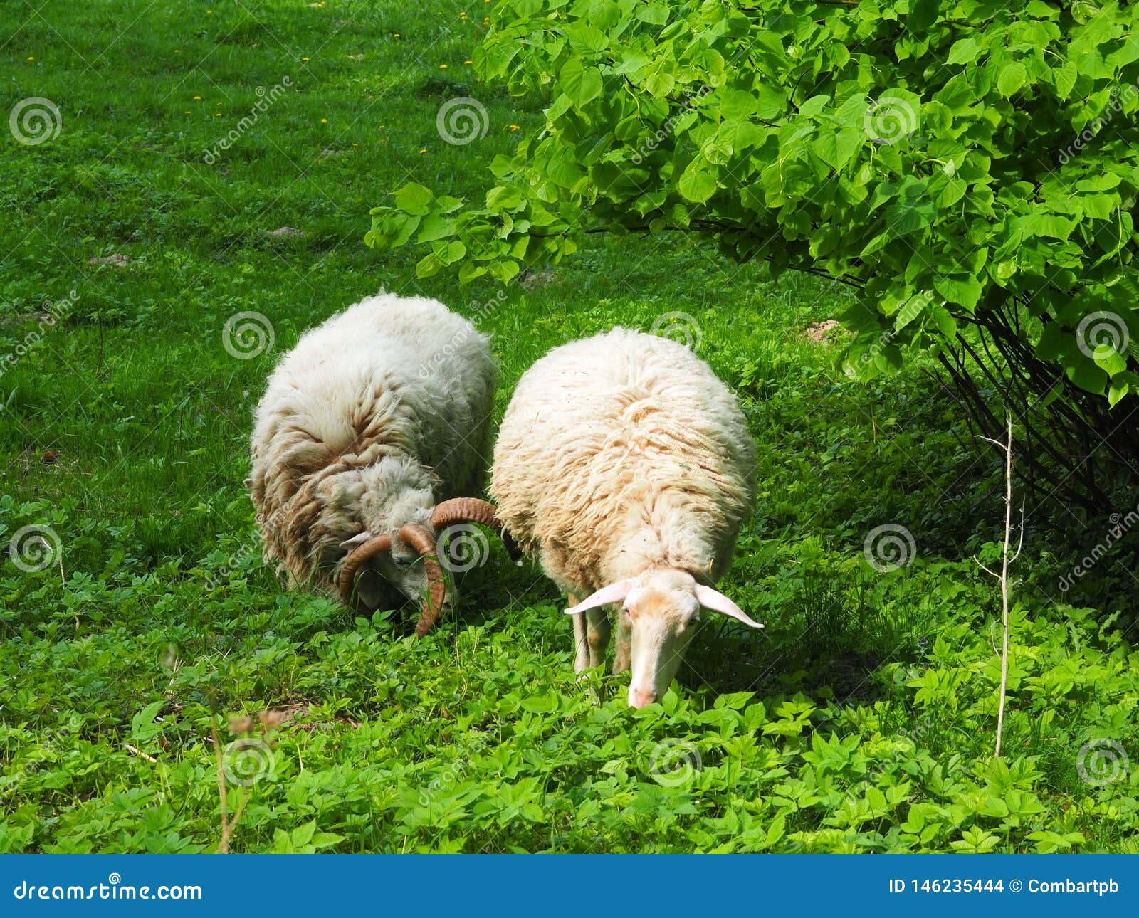 Two Sheeps in a Field, Eat Grass. Bio Agriculture Stock Photo - Image of  adult, lamb: 146235444