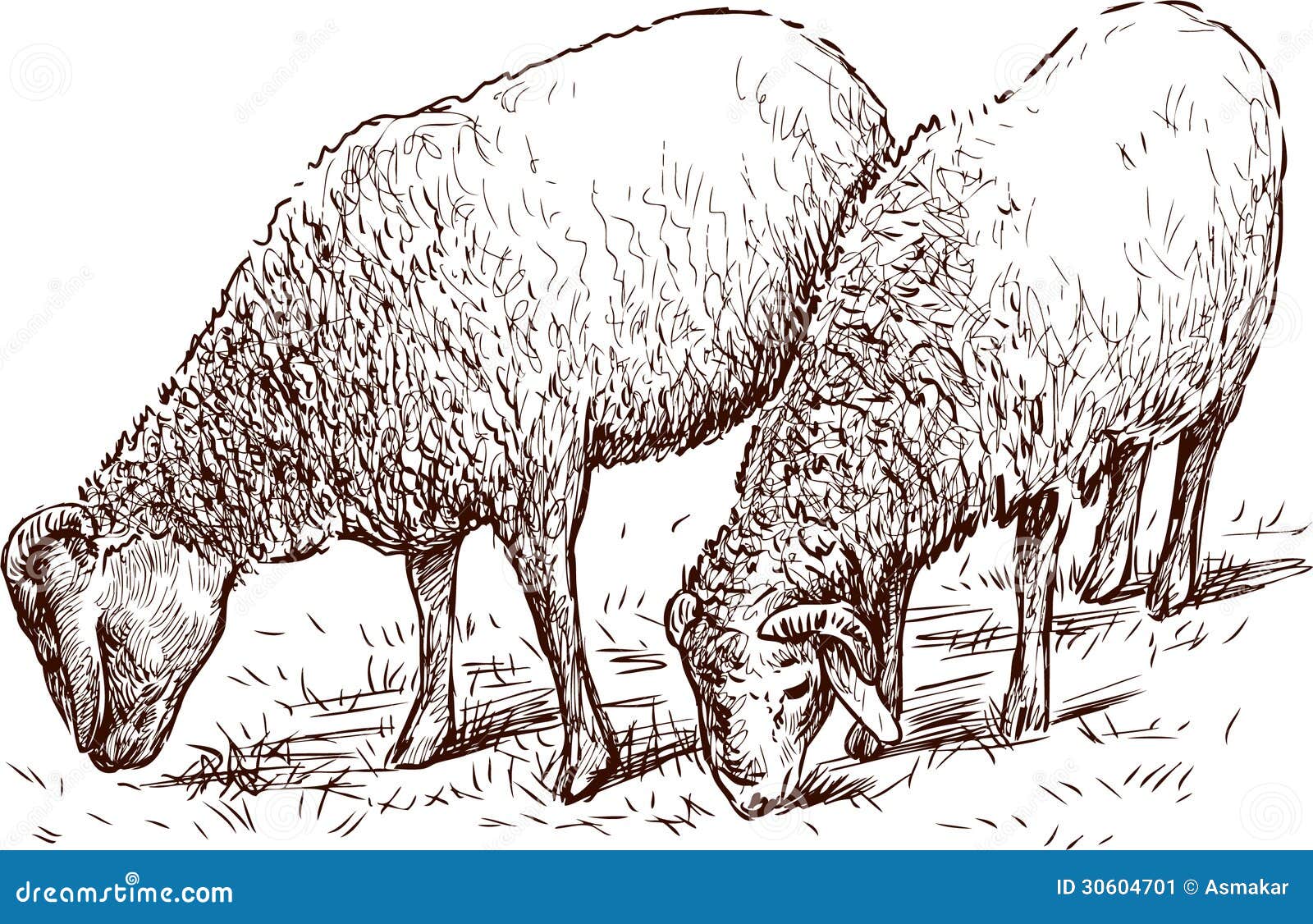 Two sheeps stock vector. Illustration of farming, drawn - 30604701