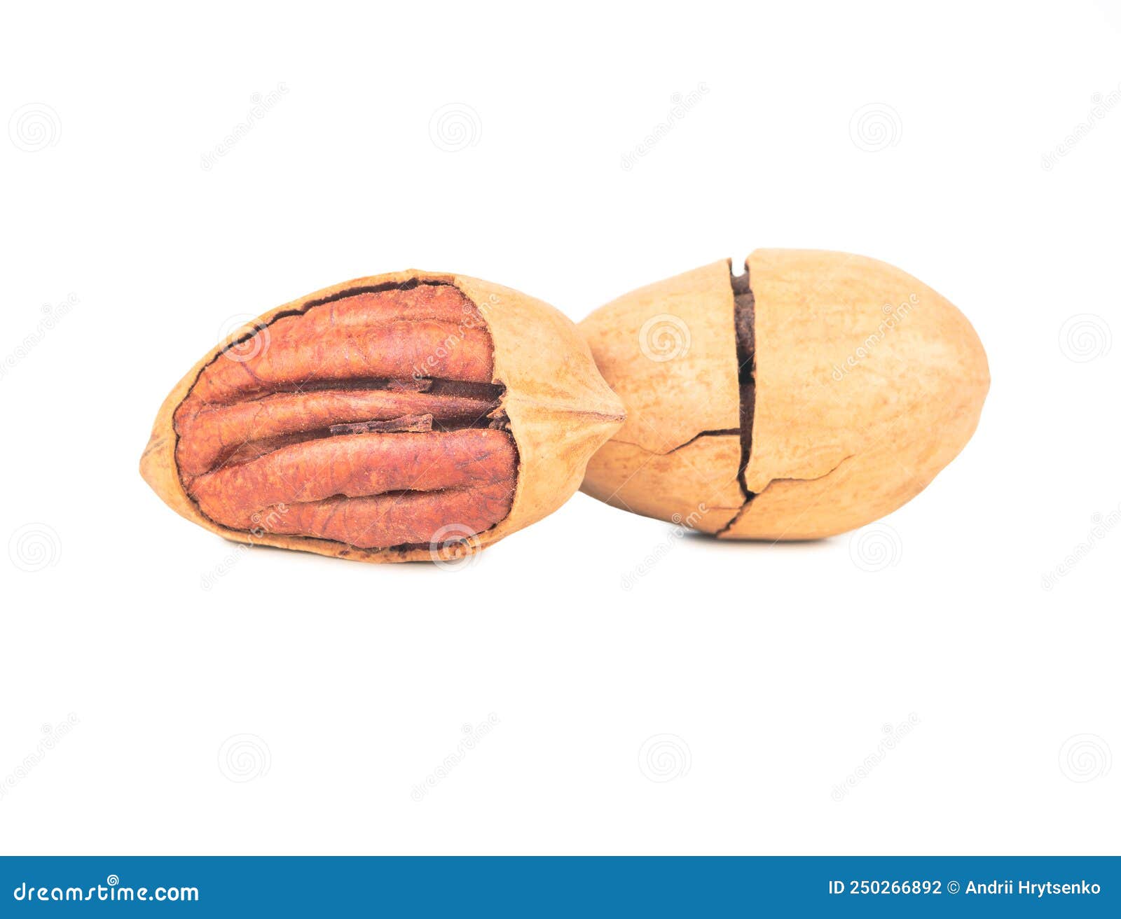 Two shelled pecans stock photo. Image of broken, antioxidant 250266892